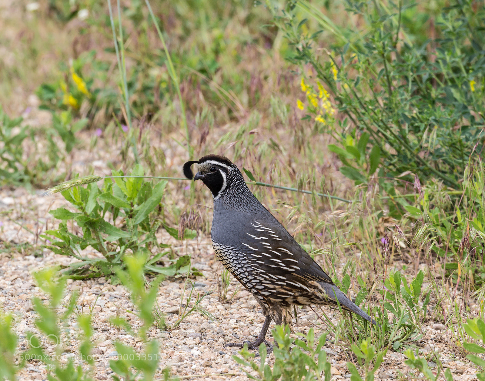 Canon EOS 600D (Rebel EOS T3i / EOS Kiss X5) sample photo. California quail photography