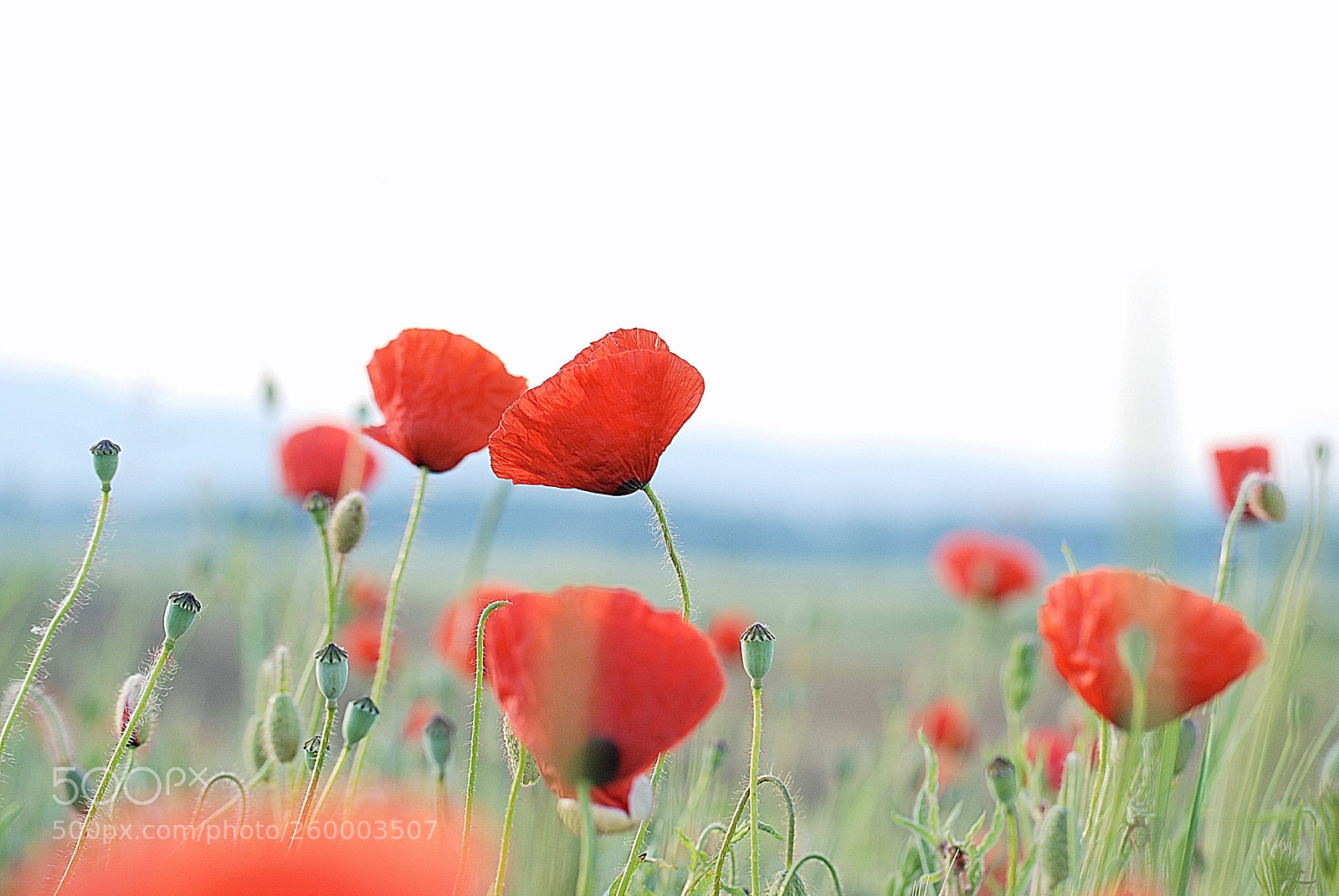 Nikon D80 sample photo. Klatschmohn photography