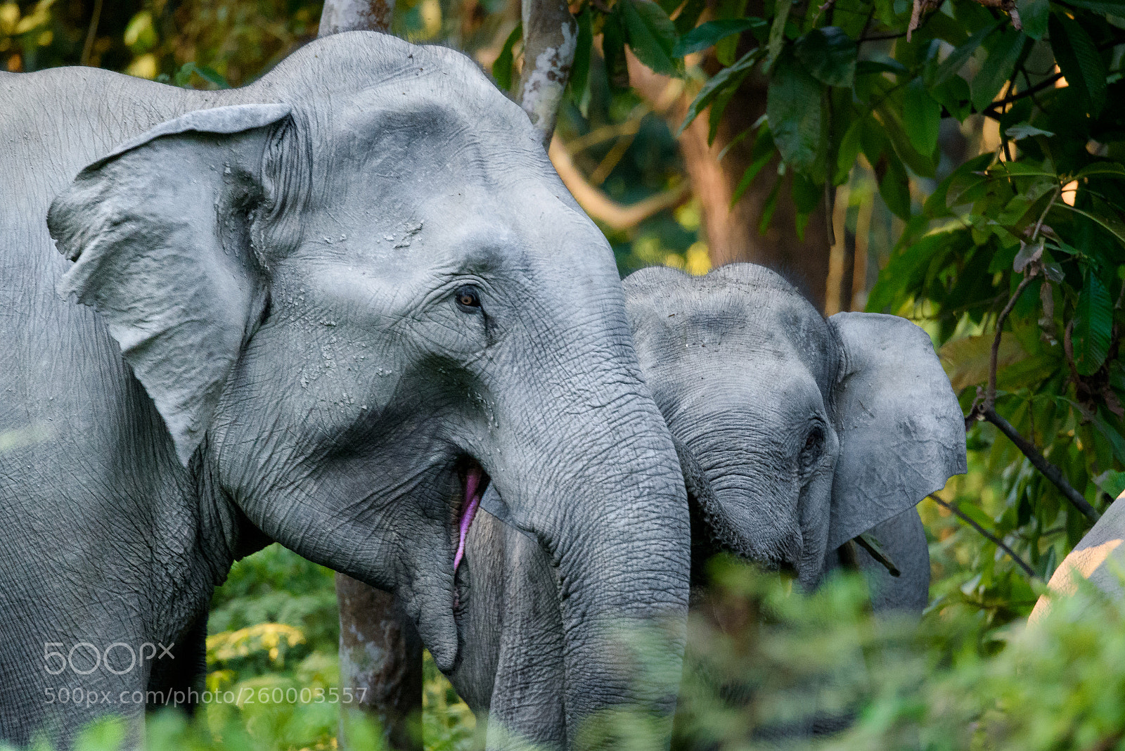 Nikon D750 sample photo. Jungle giants photography