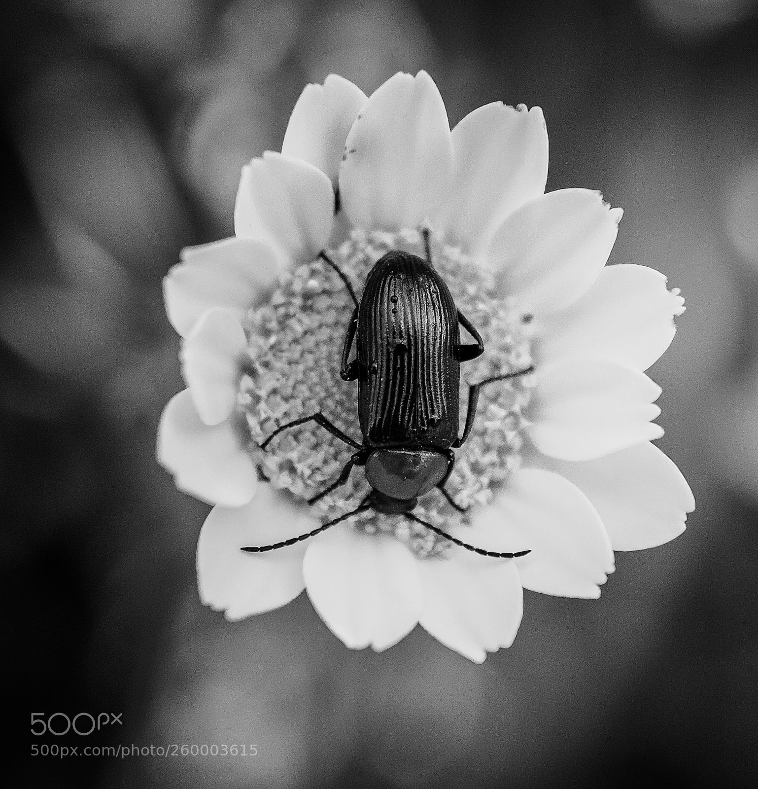 Canon EOS 50D sample photo. En la flor b photography