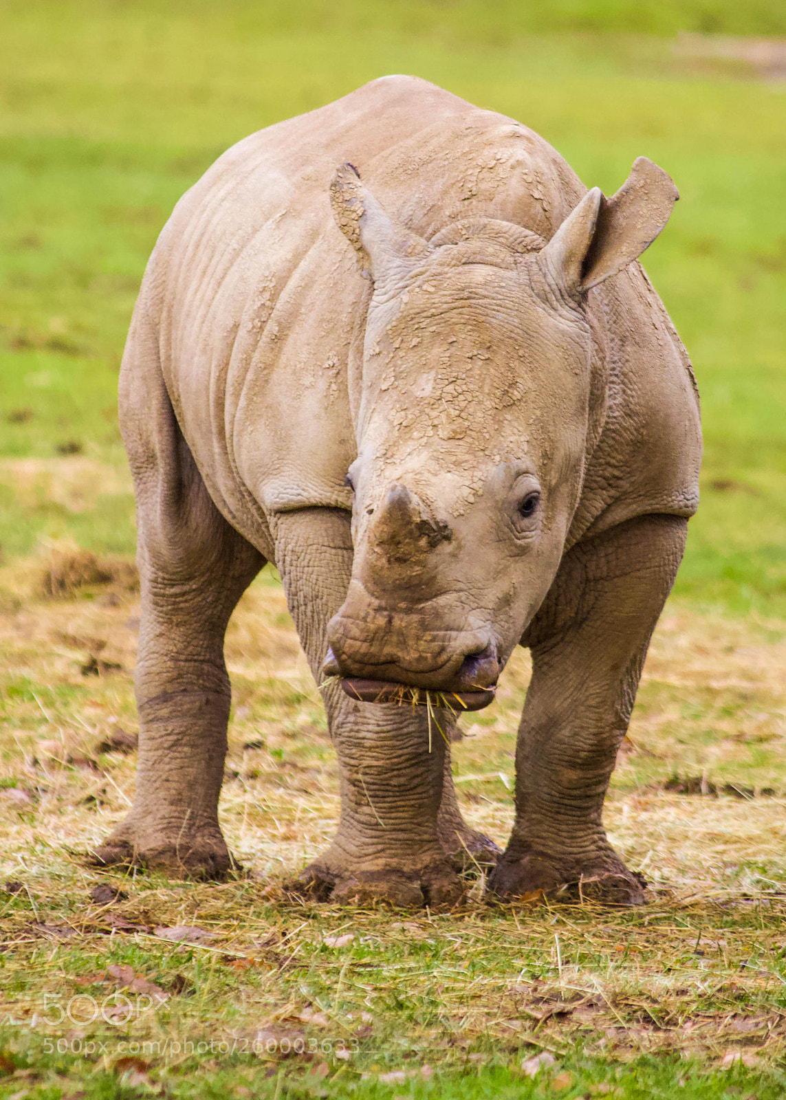 Canon EOS 600D (Rebel EOS T3i / EOS Kiss X5) sample photo. Rhino calf photography