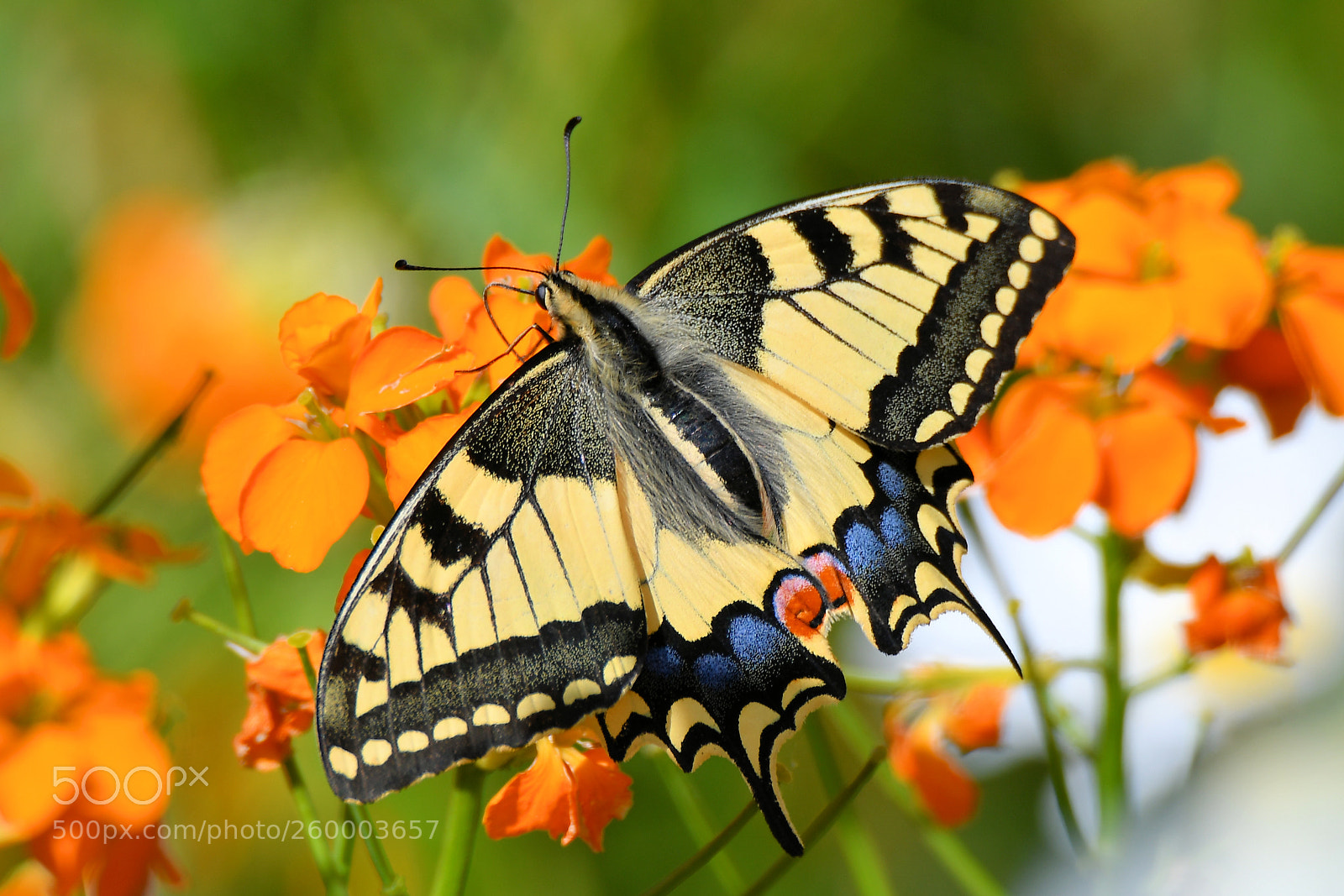 Nikon D500 sample photo. Yellow swallowtail photography