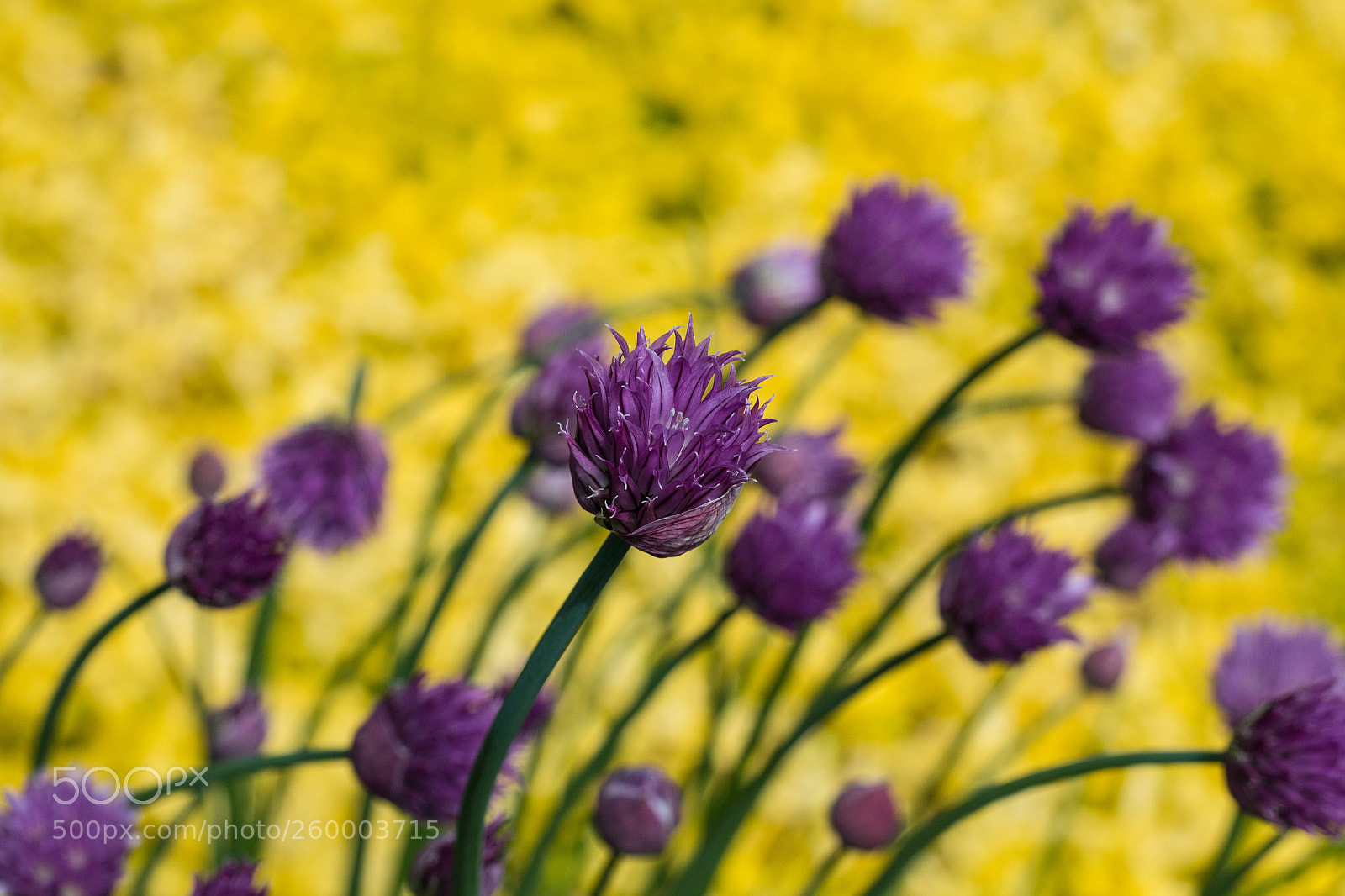Canon EOS 70D sample photo. Macro photography