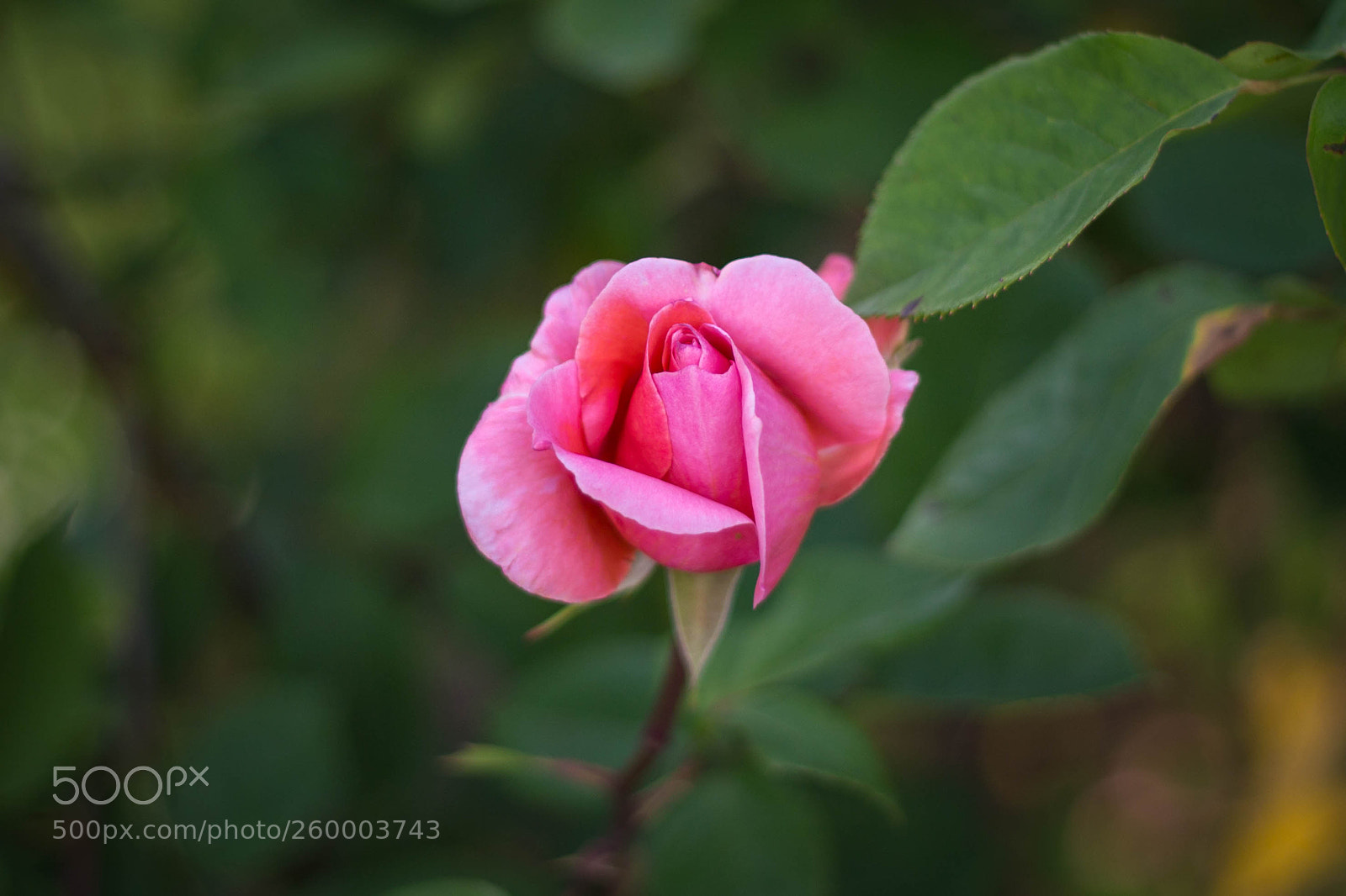 Canon EOS 6D sample photo. Pink rose photography