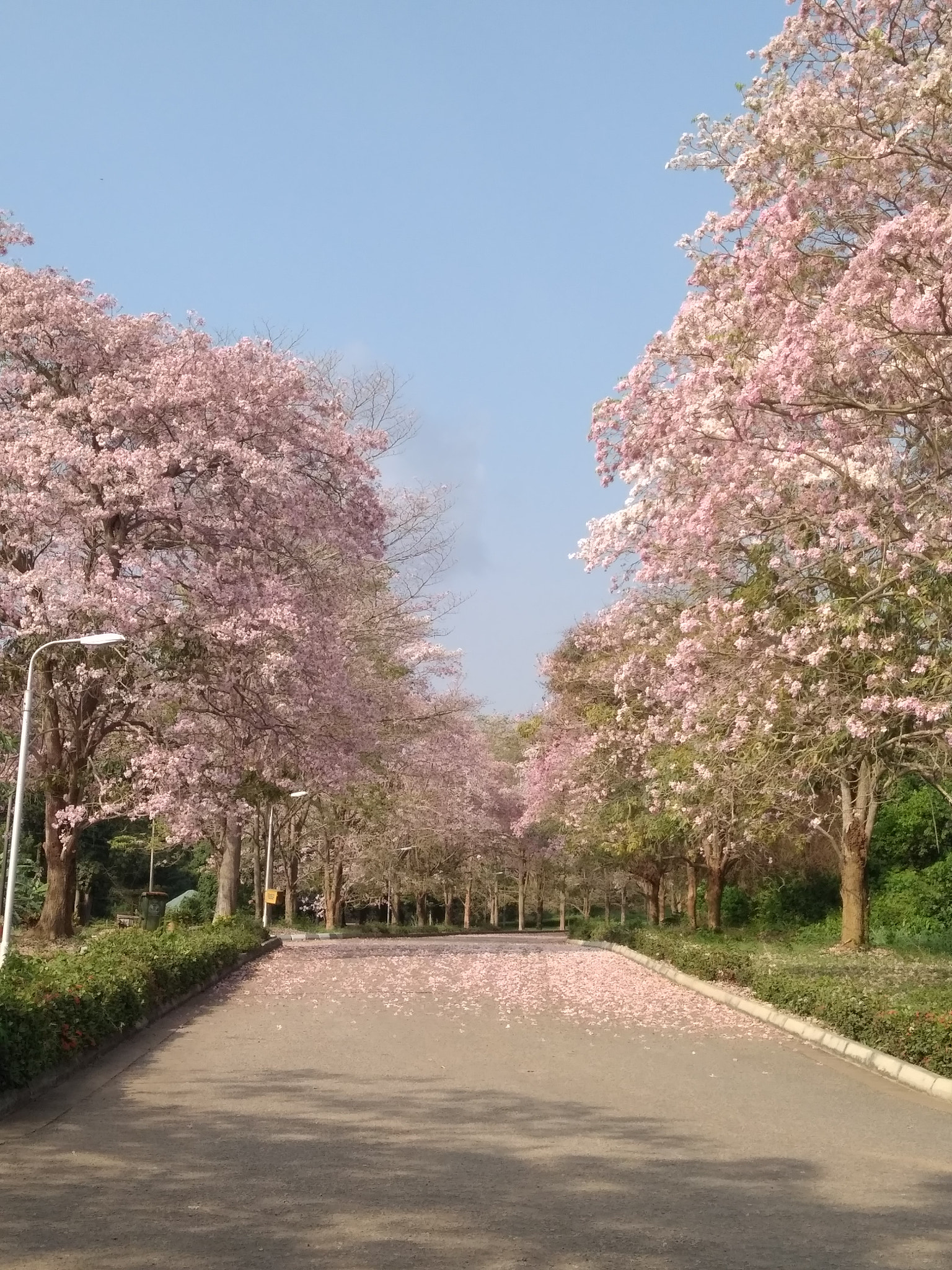 Xiaomi Redmi 4 Pro sample photo. Full bloom photography