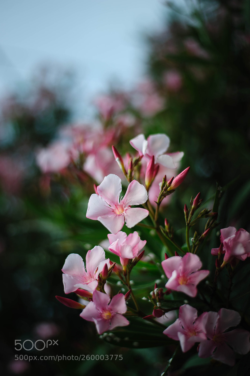 Nikon D700 sample photo. олеандр photography