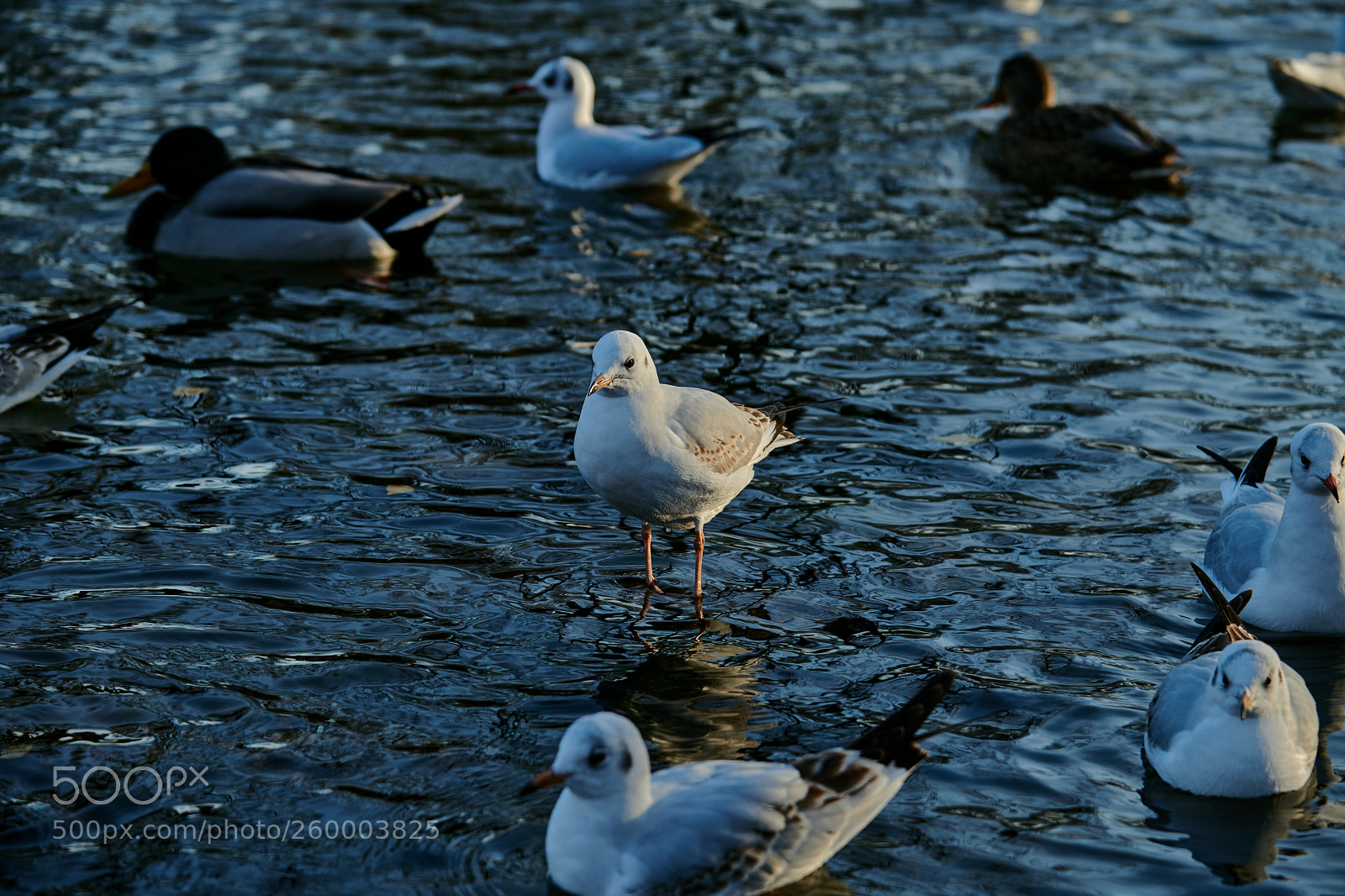 Nikon D850 sample photo. Das wasser ist zu photography