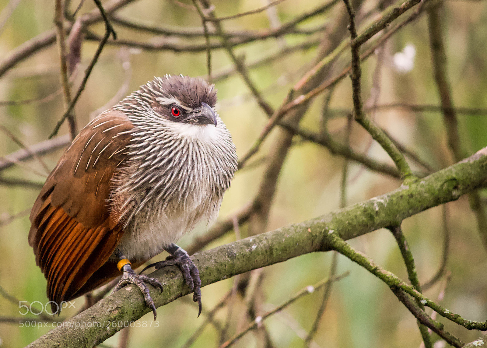 Canon EOS 600D (Rebel EOS T3i / EOS Kiss X5) sample photo. Resting bird photography