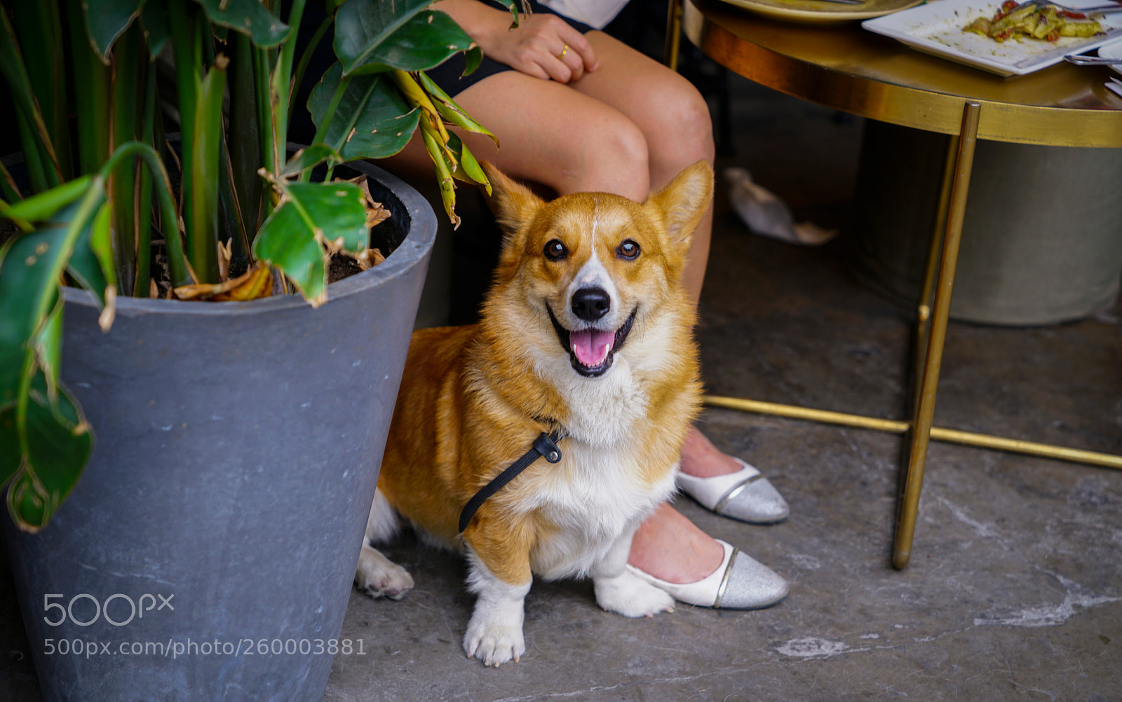 Sony a7R II sample photo. Happy corgi photography