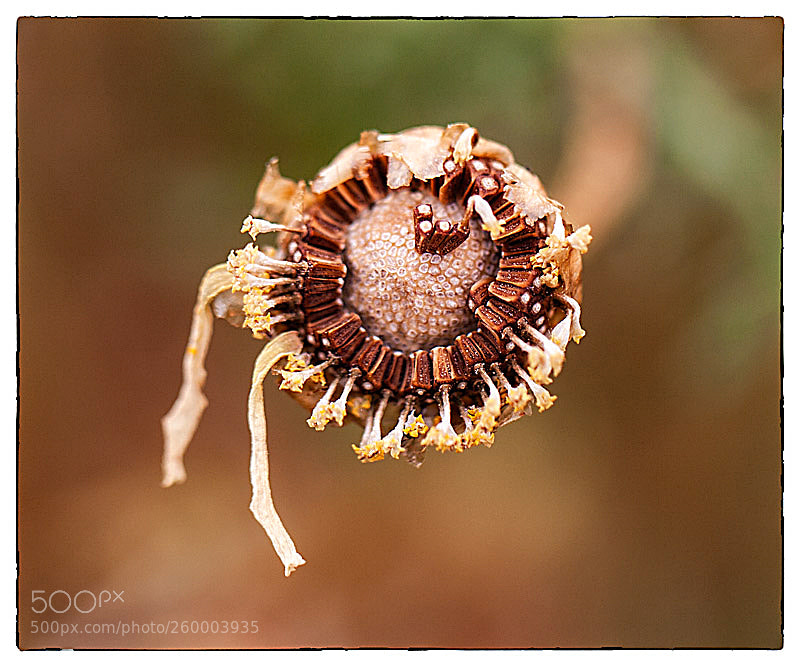 Canon EOS 5D Mark II sample photo. . photography