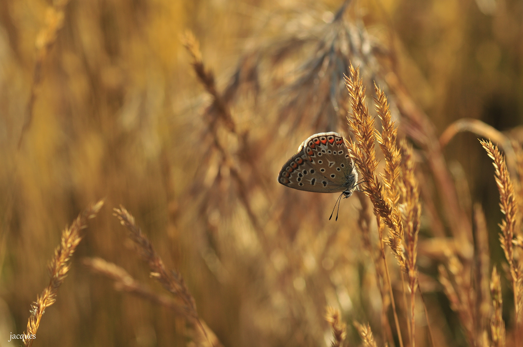 Nikon D300 sample photo. Butterfly photography