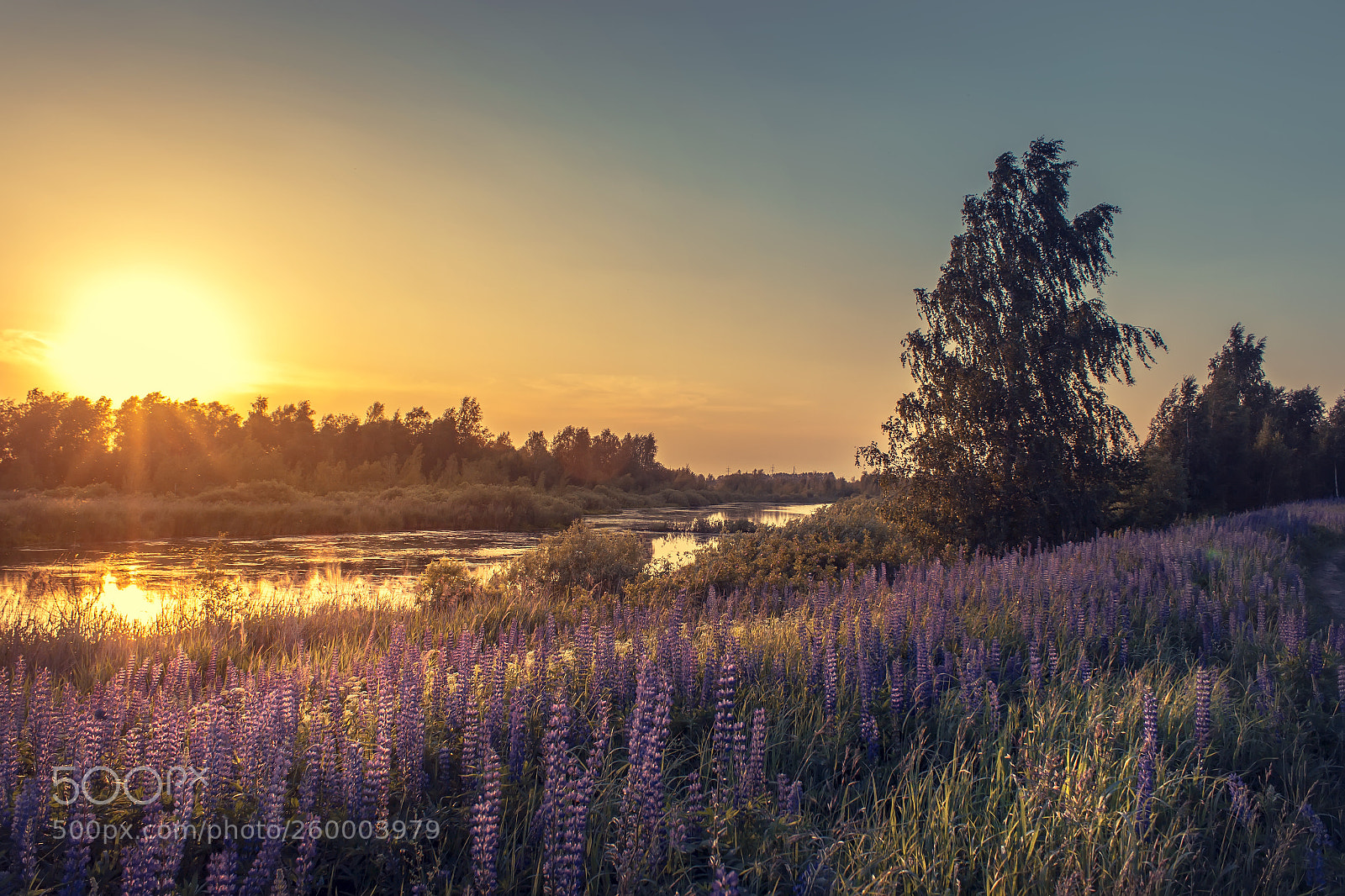 Canon EOS 600D (Rebel EOS T3i / EOS Kiss X5) sample photo. Lupine on the sunset photography