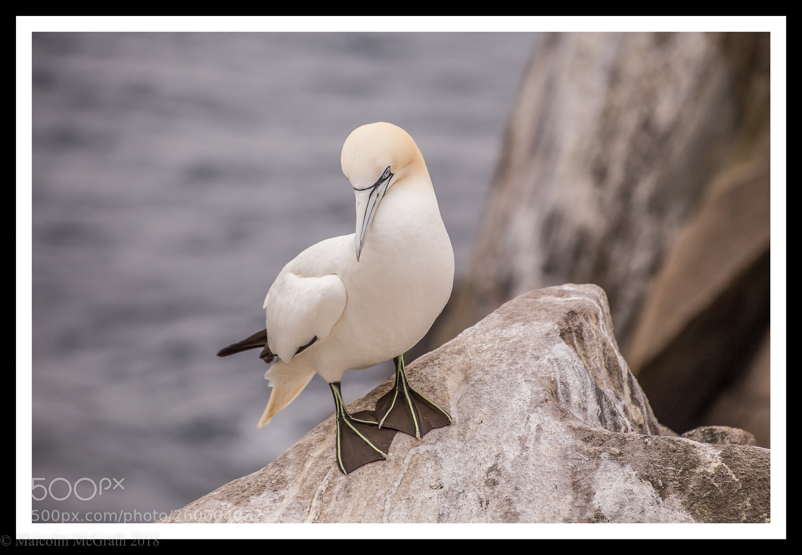 Canon EOS 6D sample photo. Saltees gannet photography