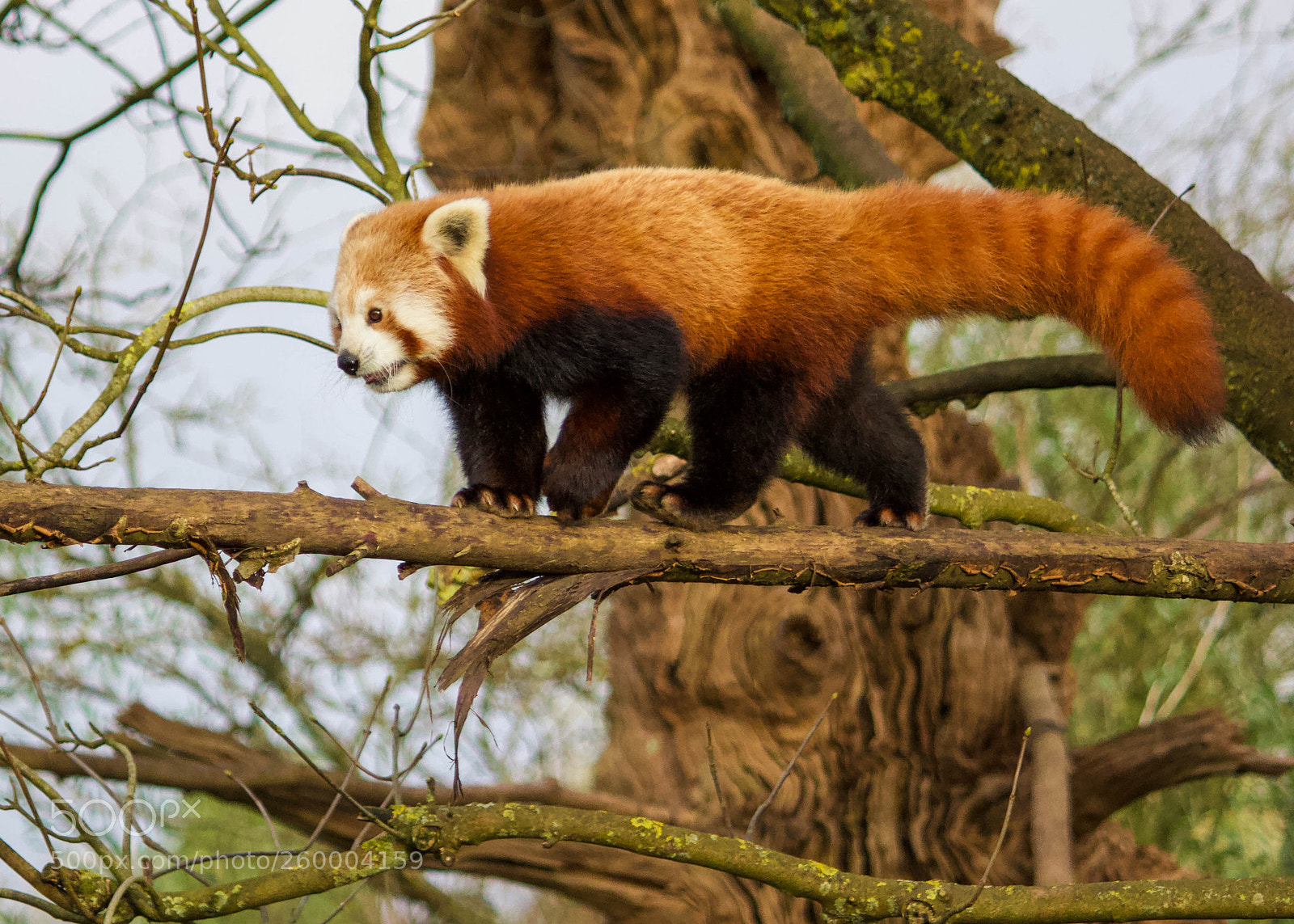 Canon EOS 600D (Rebel EOS T3i / EOS Kiss X5) sample photo. Red panda photography