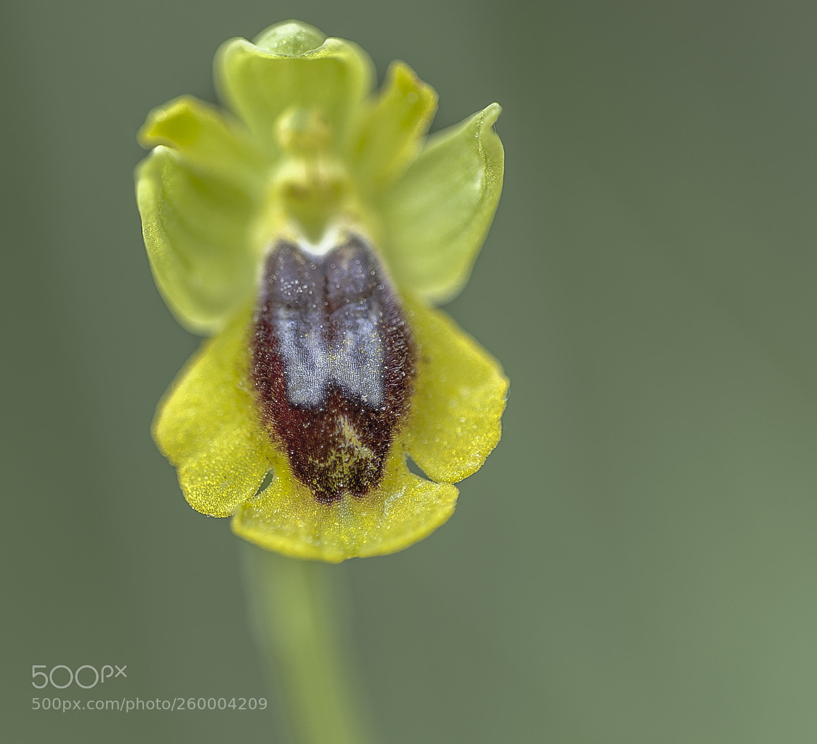 Nikon D3 sample photo. Orquidea photography