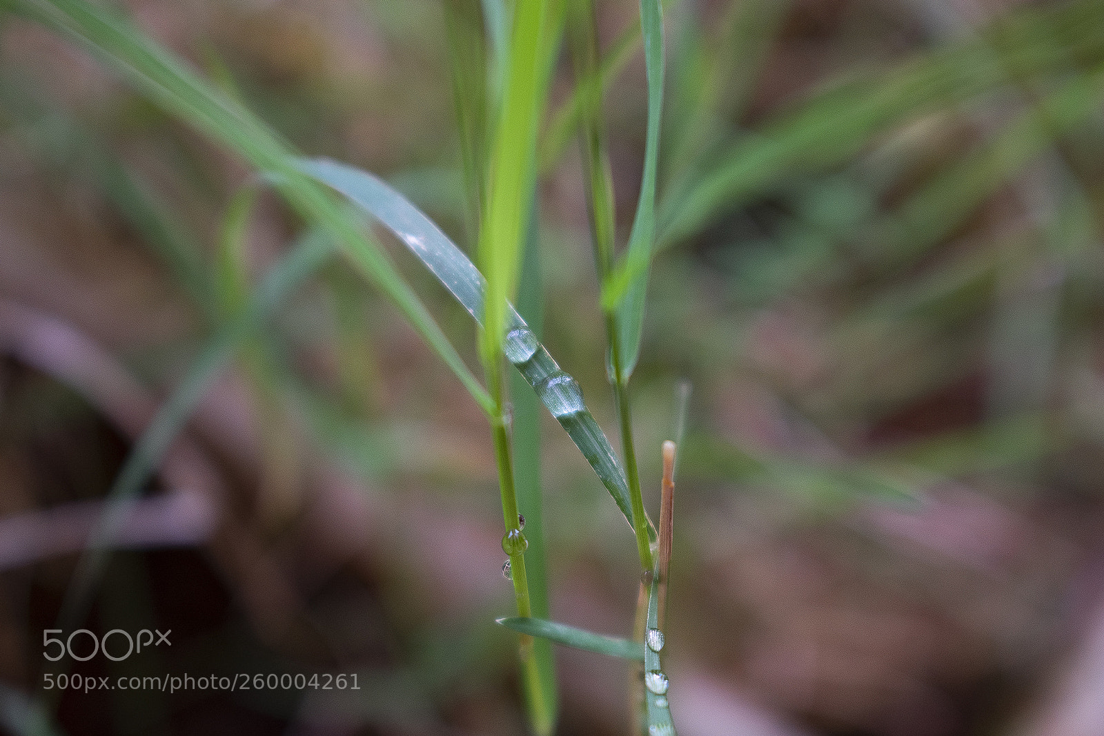 Nikon D3400 sample photo. Waterdrop photography