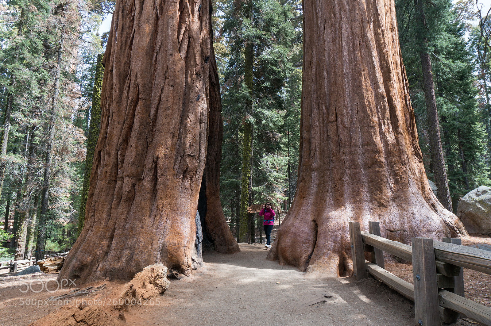 Sony Alpha NEX-6 sample photo. Giant forest, sequoia national photography