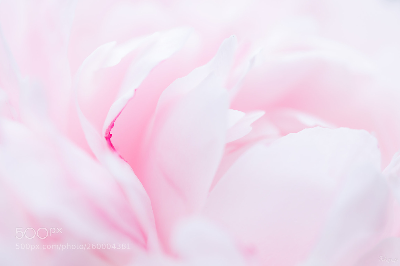 Canon EOS 80D sample photo. Pink petals photography