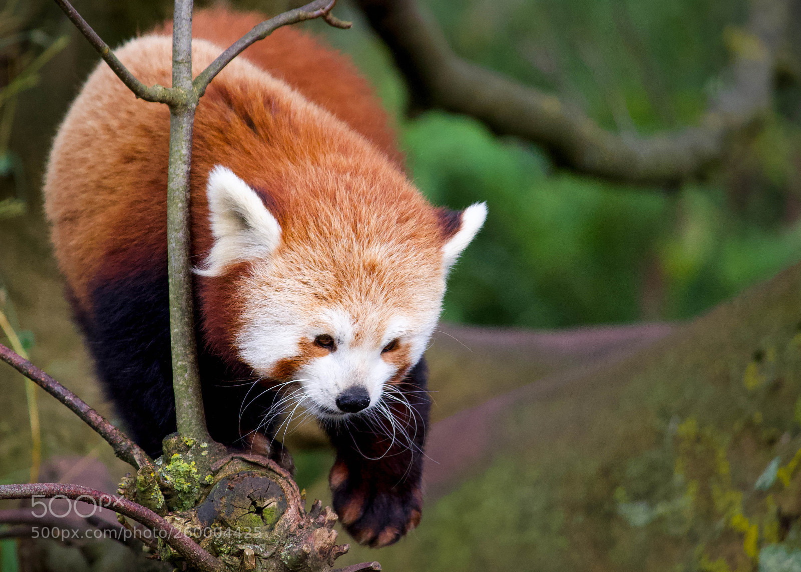 Canon EOS 600D (Rebel EOS T3i / EOS Kiss X5) sample photo. Red panda photography