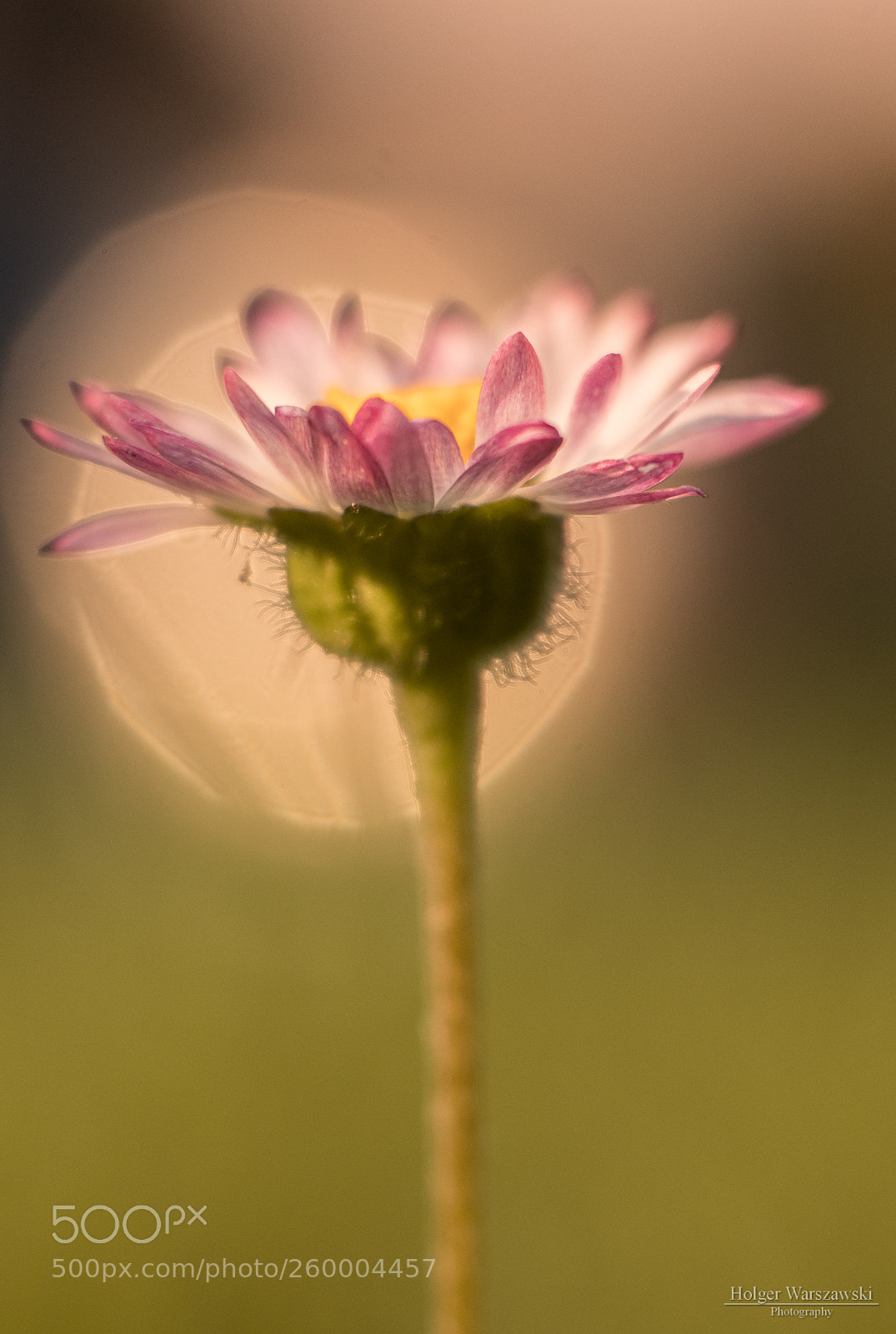Canon EOS 80D sample photo. Once on a fairy photography