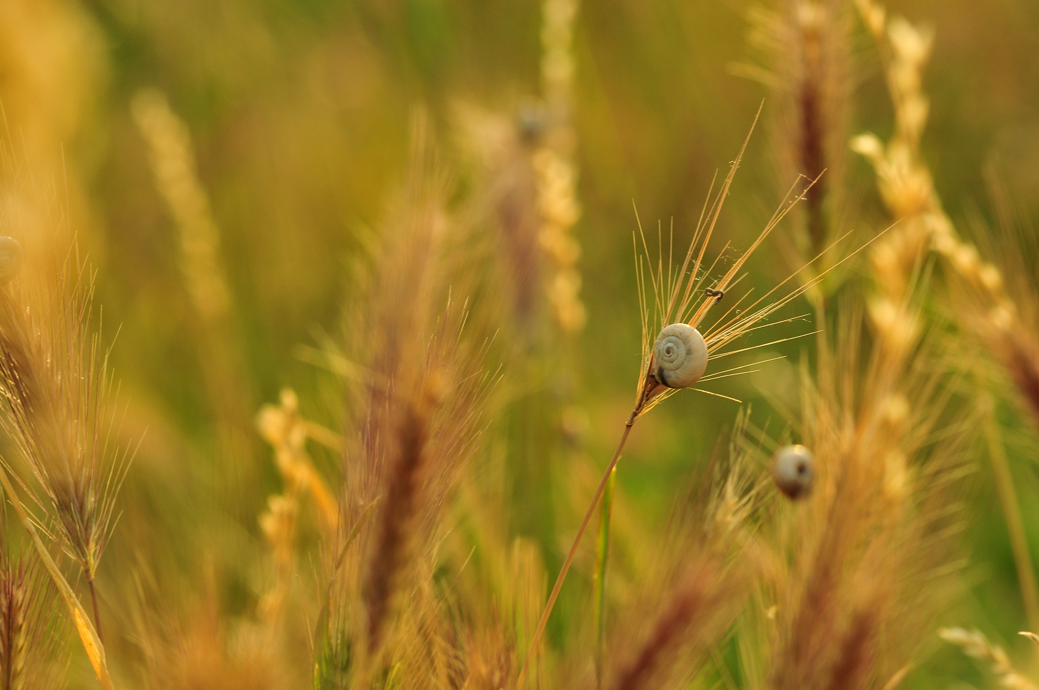 Nikon D300 + Sigma 105mm F2.8 EX DG Macro sample photo. Snail photography