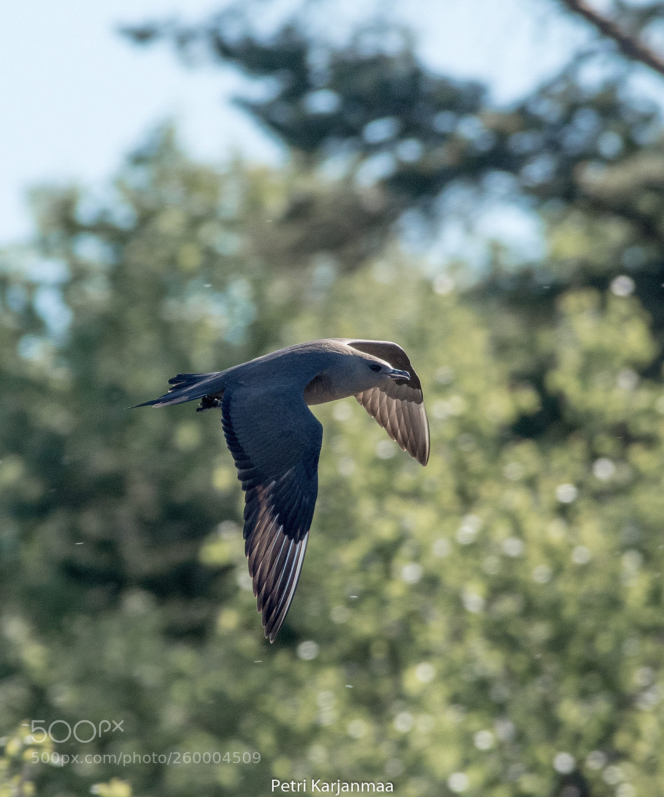 Canon EOS 7D Mark II sample photo. Stercorarius parasiticus photography