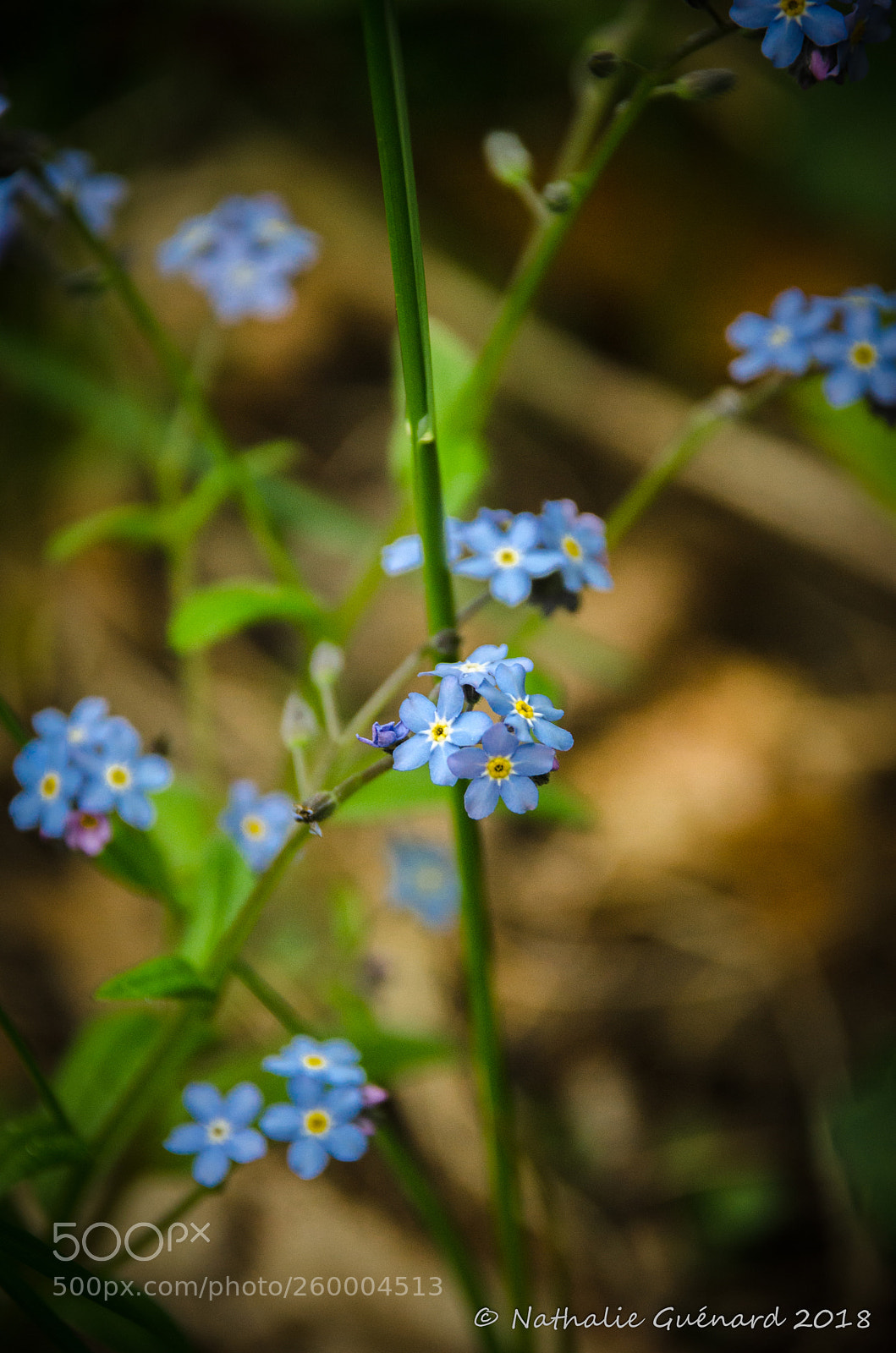 Nikon D7000 sample photo. Blue flower - fleurs photography