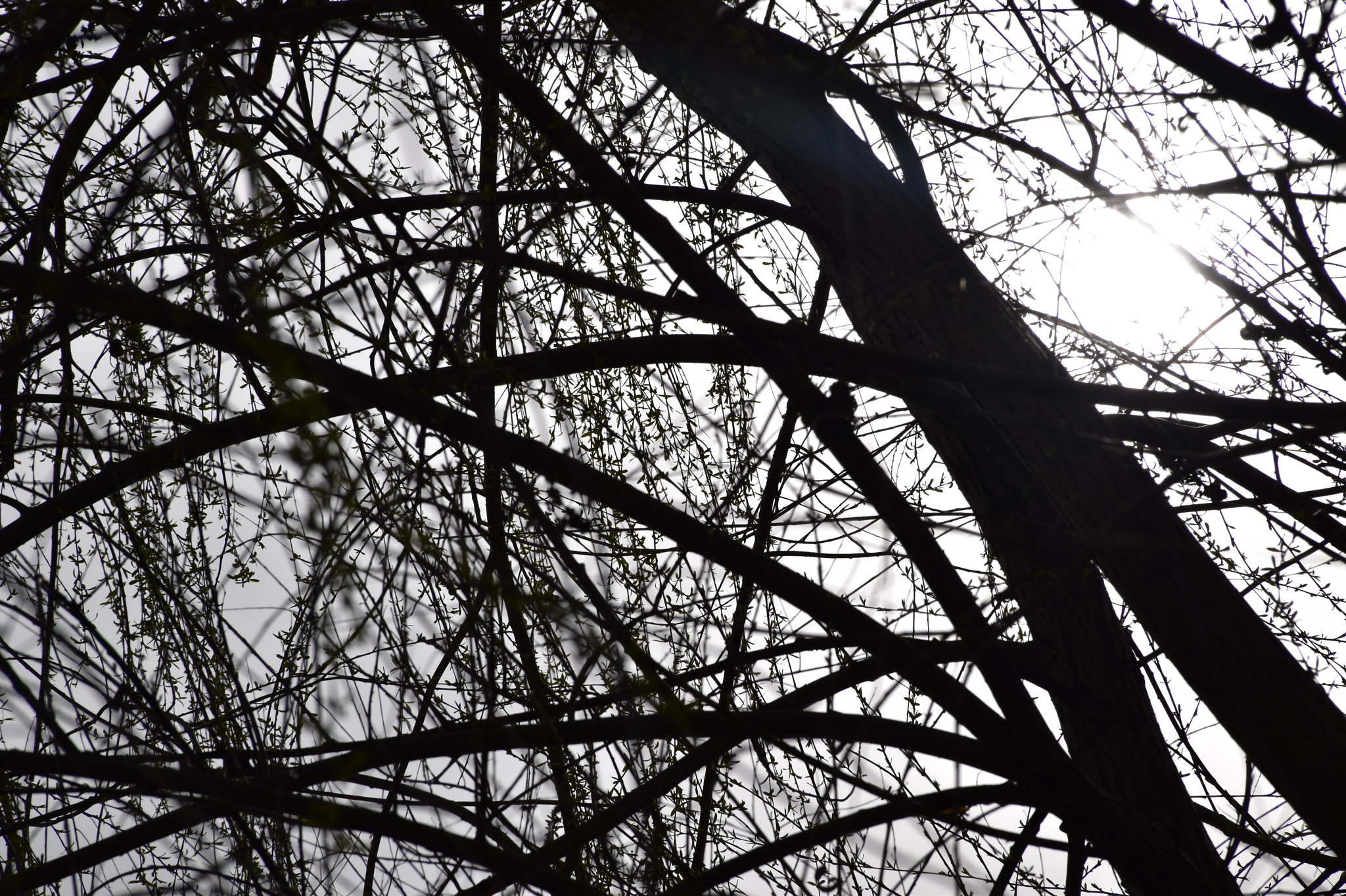 Nikon D5600 sample photo. Like veins.. photography