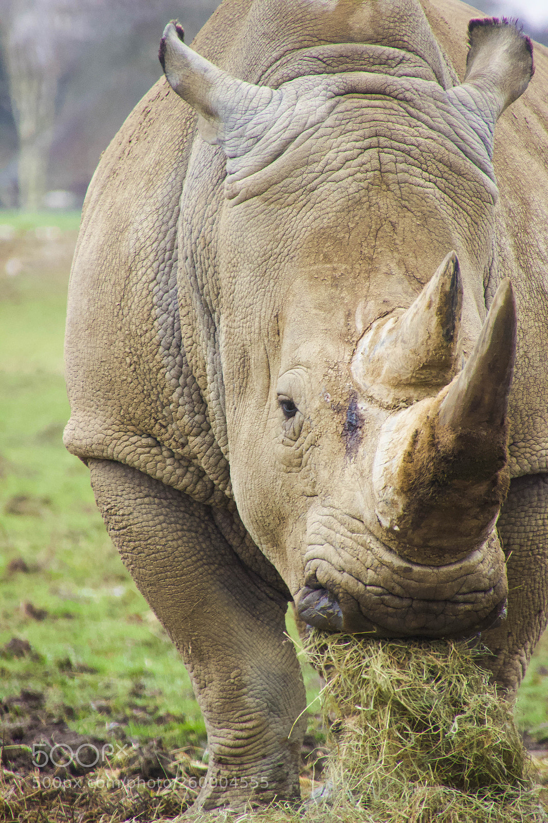 Canon EOS 600D (Rebel EOS T3i / EOS Kiss X5) sample photo. Adult rhino photography