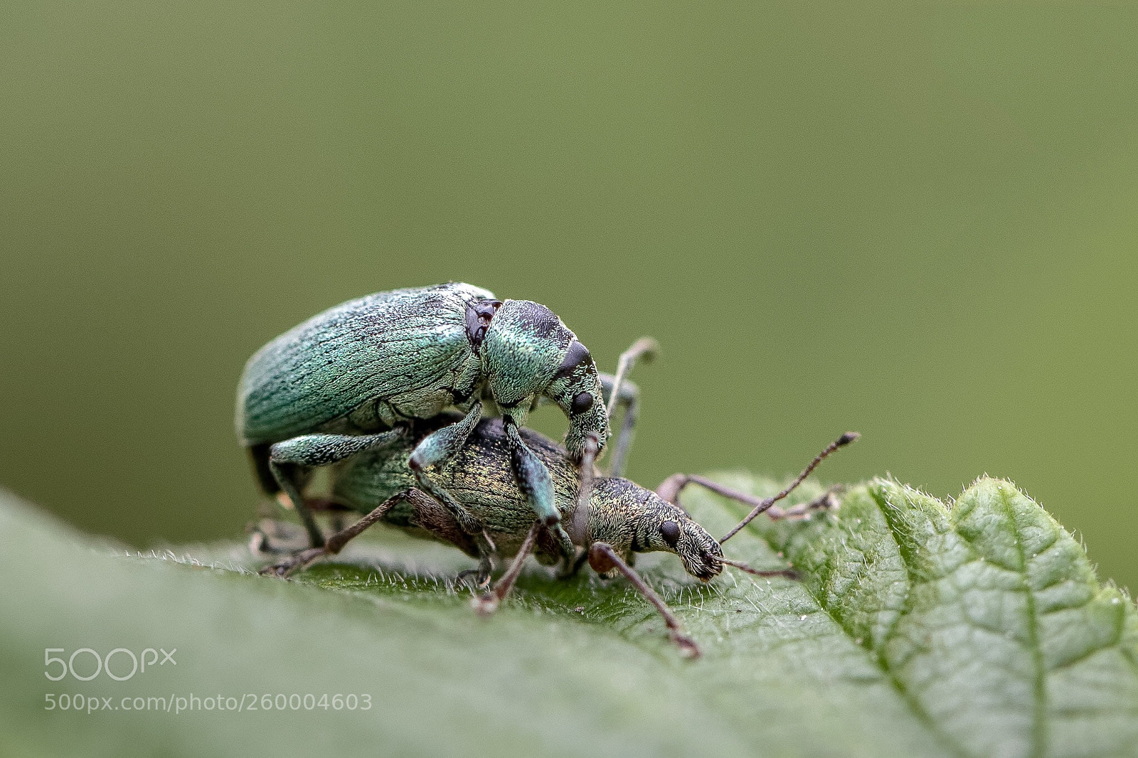 Canon EOS 7D Mark II sample photo. Bugs photography