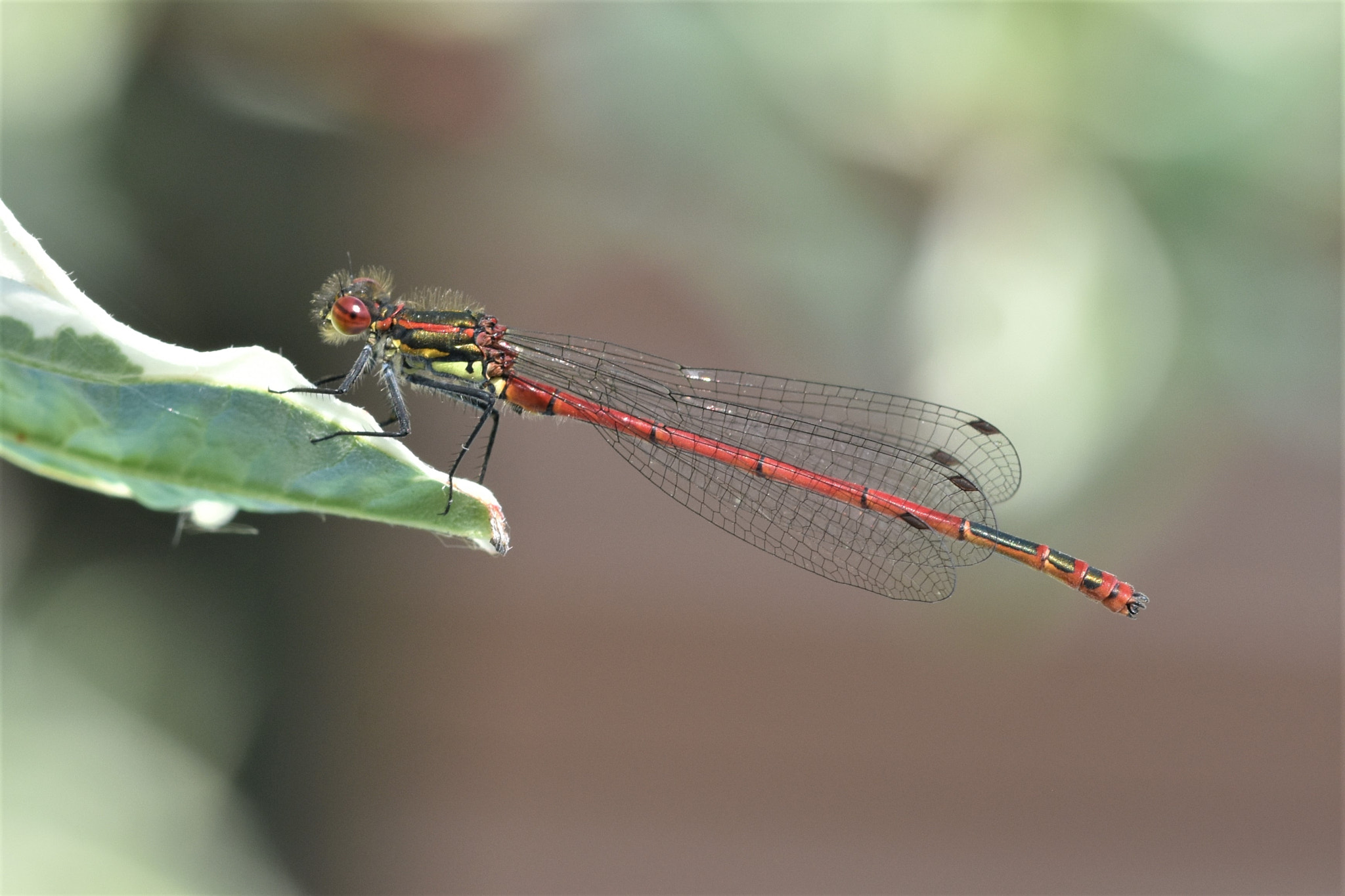 Sigma 105mm F2.8 EX DG OS HSM sample photo. Large red damselfly photography