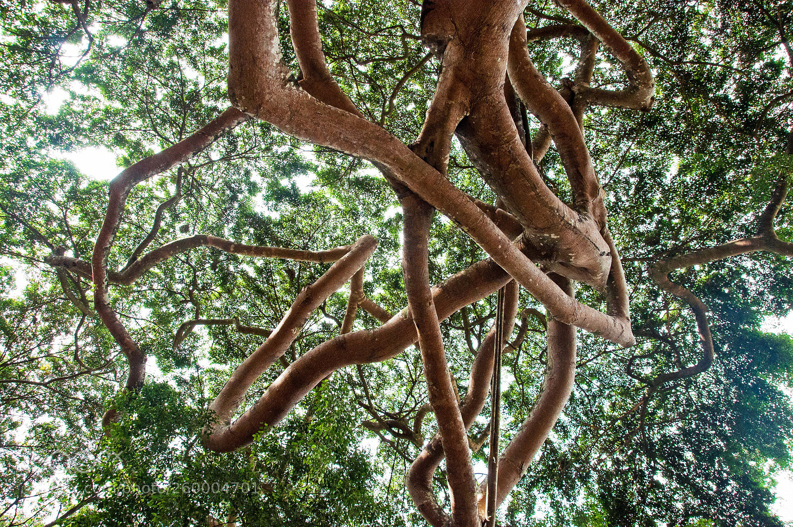 Nikon D90 sample photo. Twisted tree photography