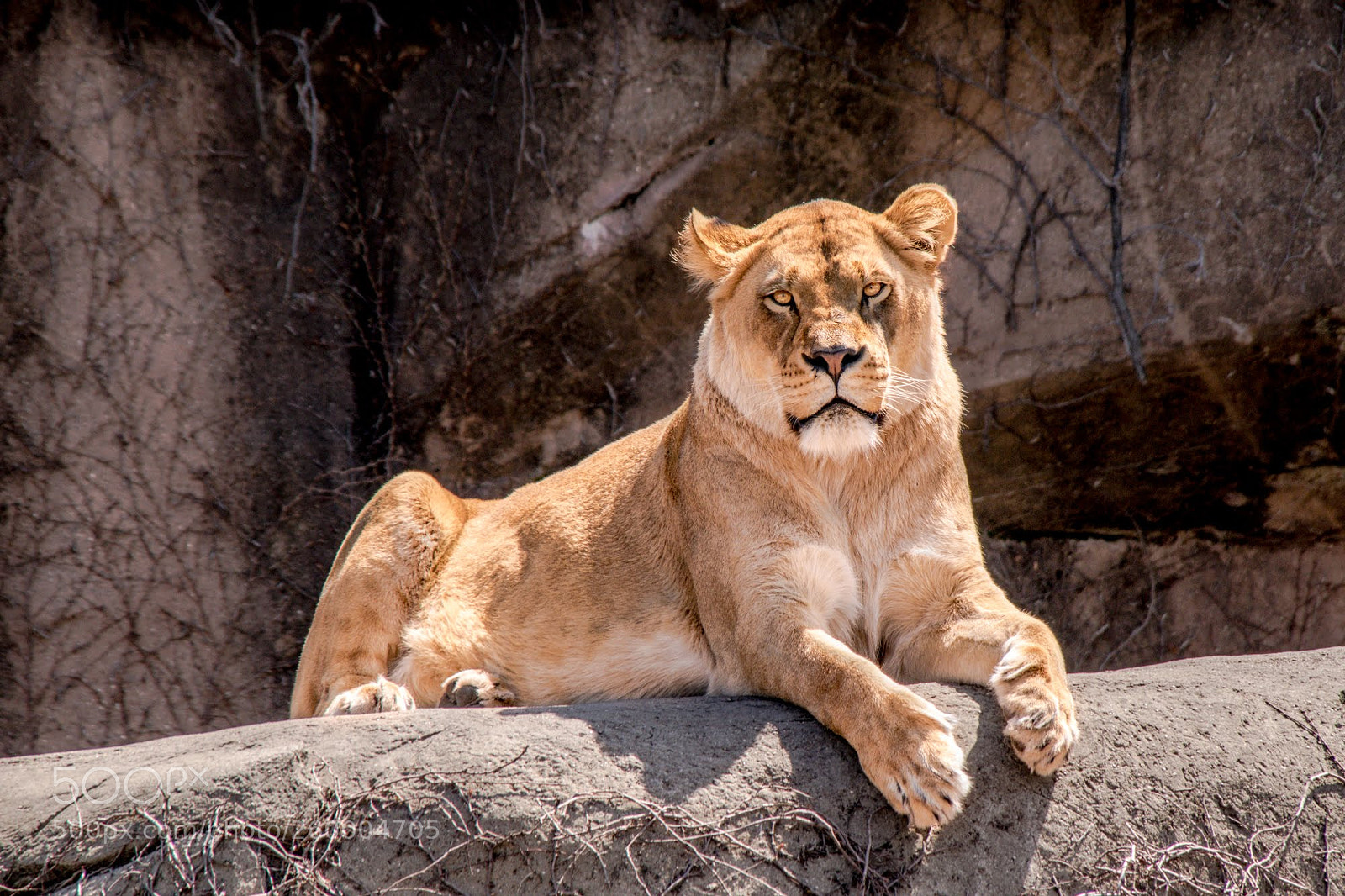 Nikon D3300 sample photo. Lion in the sunshine photography