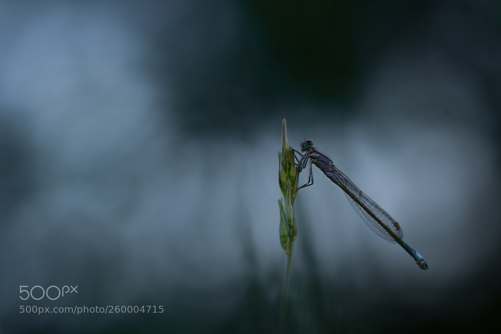 Canon EOS 600D (Rebel EOS T3i / EOS Kiss X5) sample photo. Agrion photography