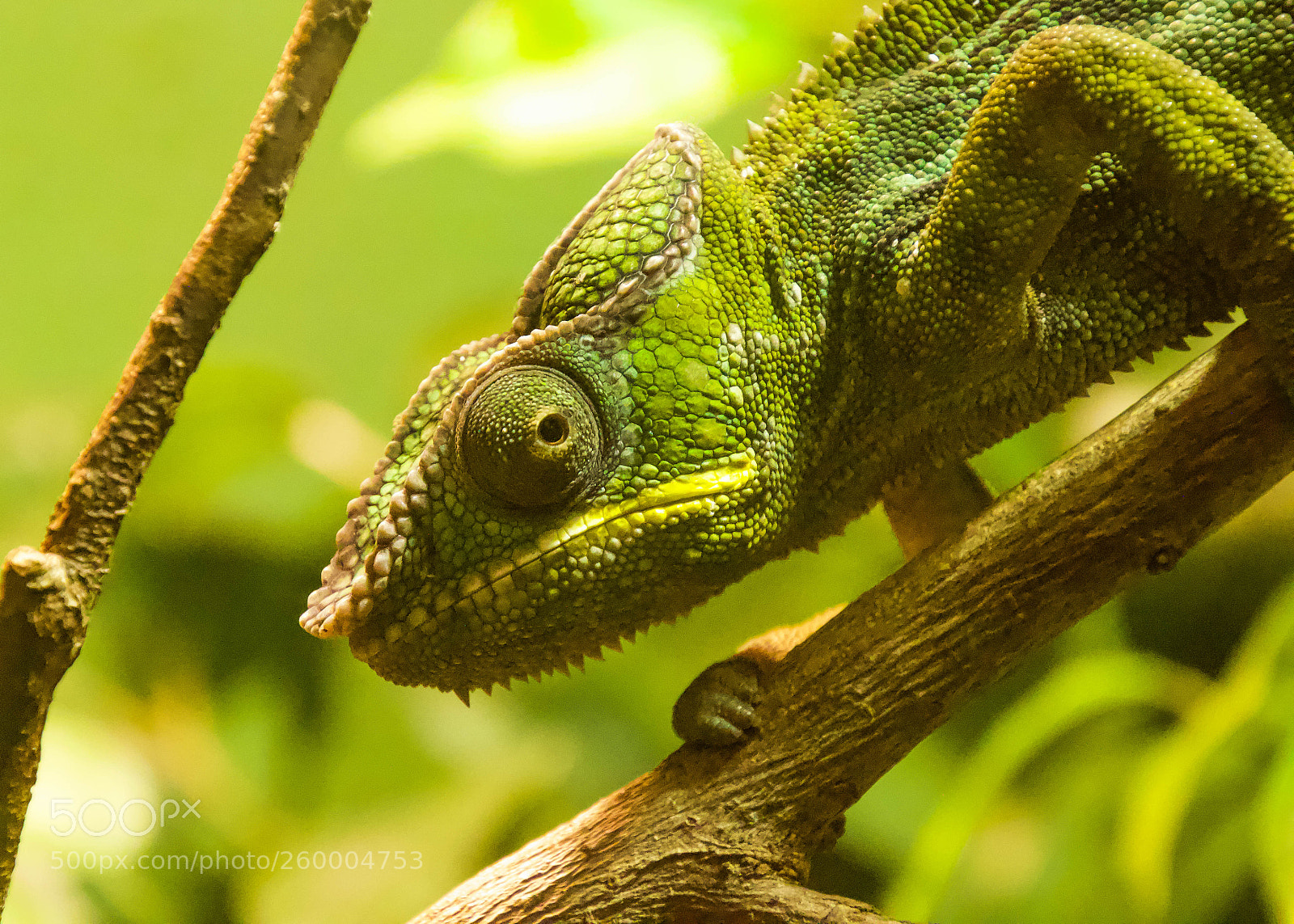 Canon EOS 600D (Rebel EOS T3i / EOS Kiss X5) sample photo. Chameleon photography