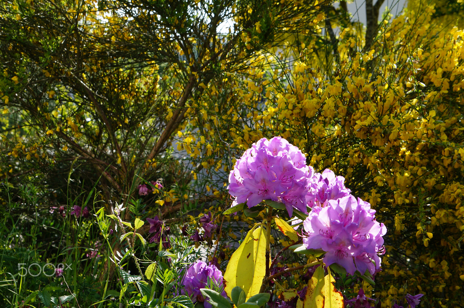Sony Alpha NEX-F3 sample photo. Colourful summer flowers photography