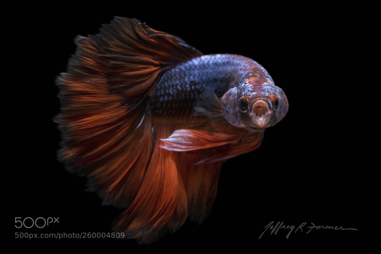 Canon EOS 70D sample photo. "jaws" photography
