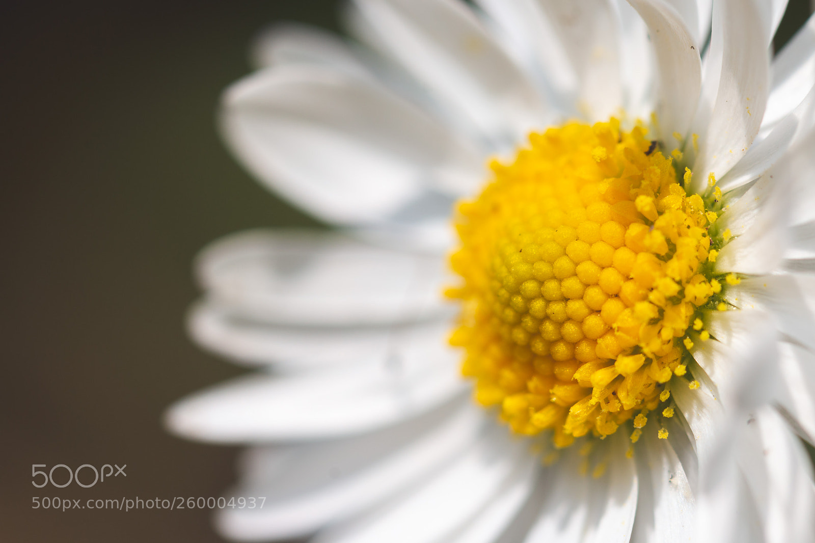 Canon EOS 70D sample photo. Daisy centre photography