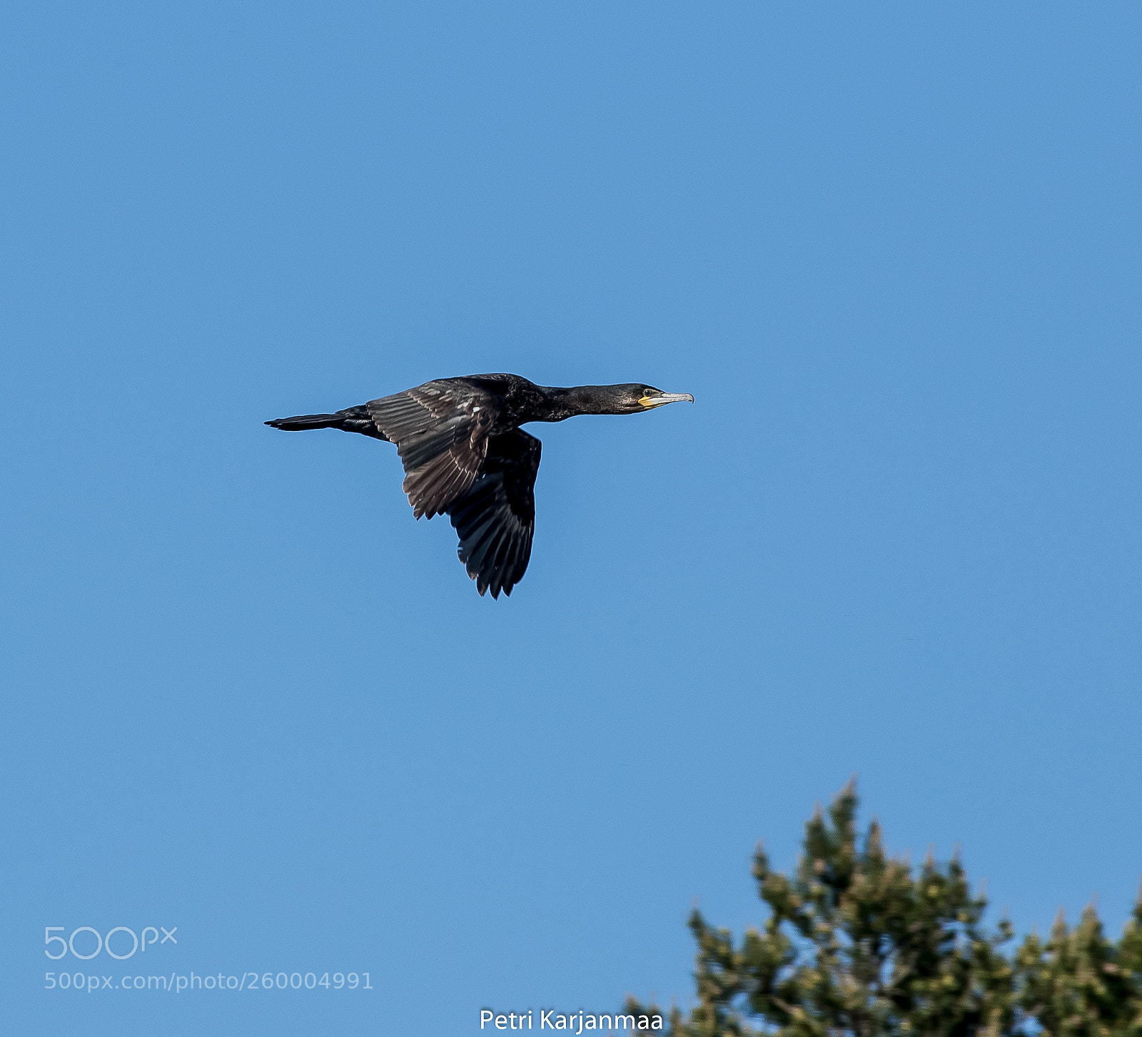 Canon EOS 7D Mark II sample photo. Phalacrocorax carbo photography