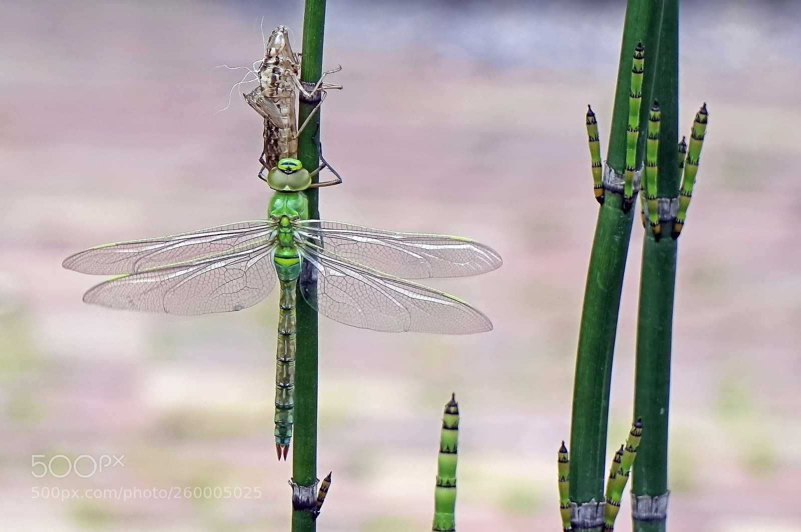 Sony Cyber-shot DSC-RX10 sample photo. Libellula life photography