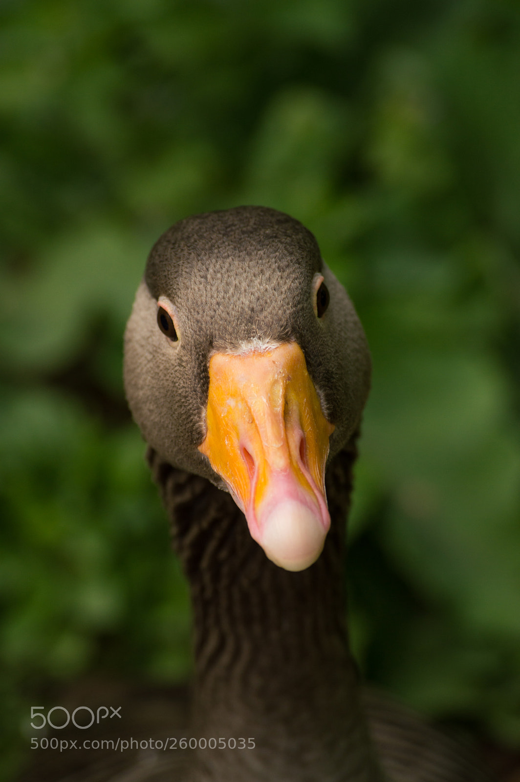 Nikon D3200 sample photo. Goose photography