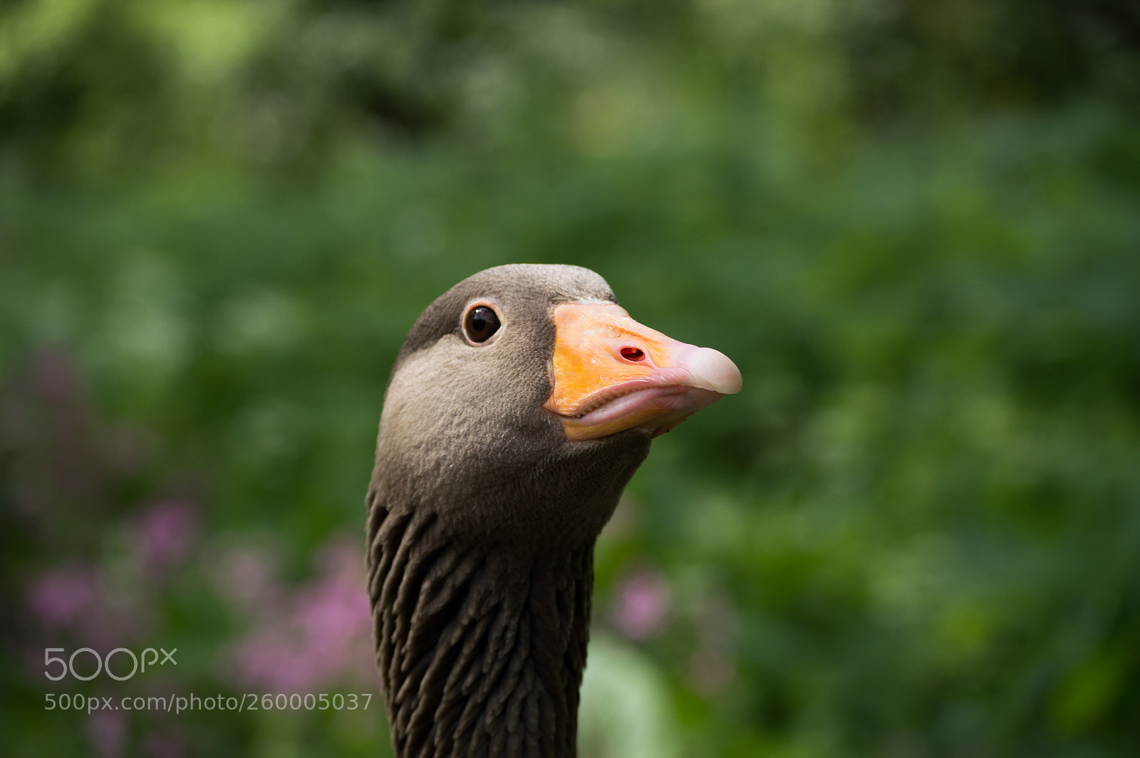 Nikon D3200 sample photo. Goose photography