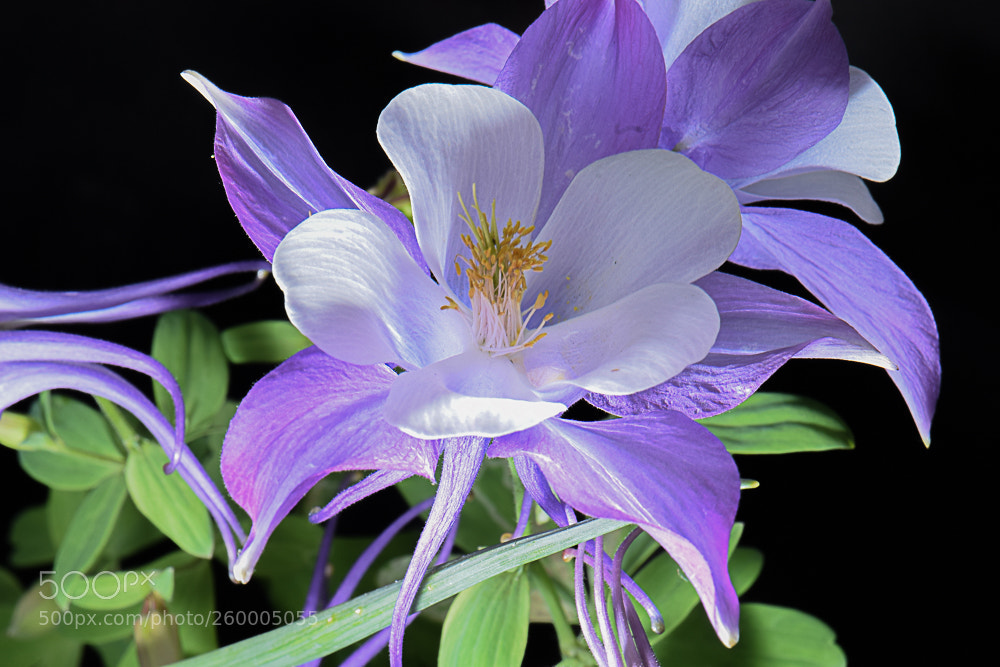 Nikon D3300 sample photo. "underlit" columbine photography
