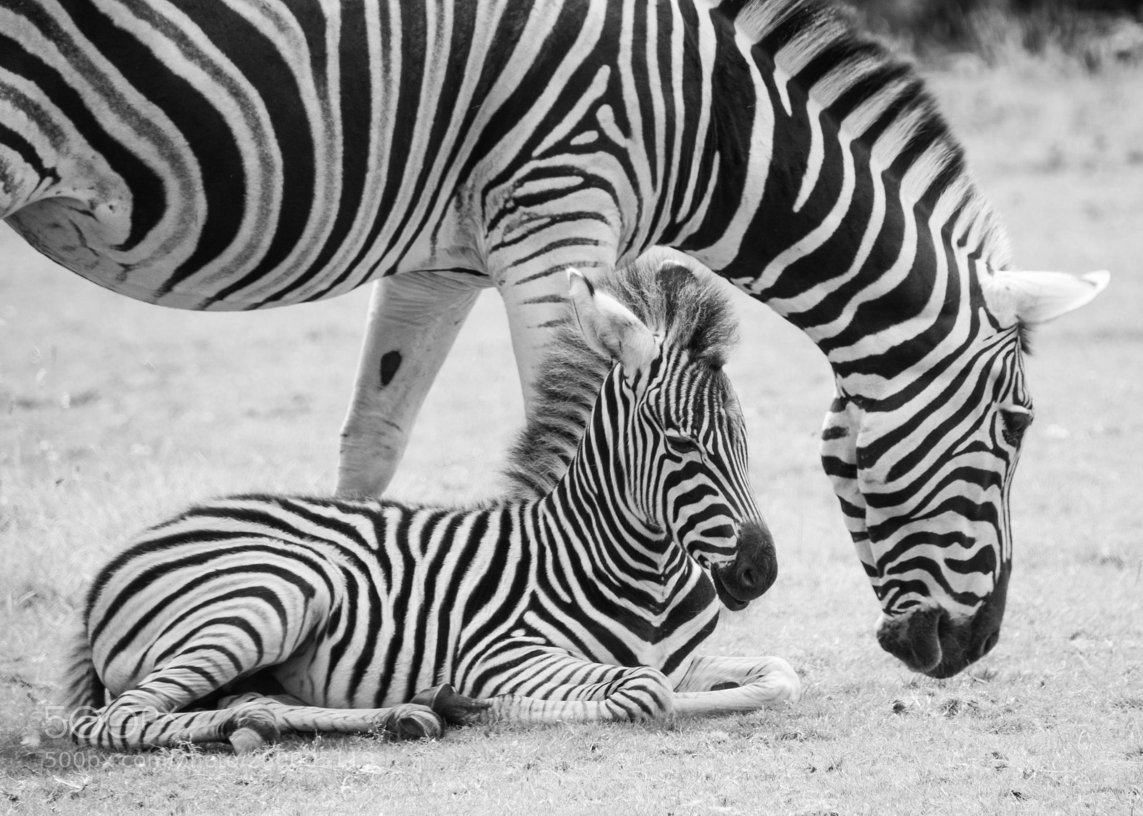 Canon EOS 600D (Rebel EOS T3i / EOS Kiss X5) sample photo. Zebra and calf photography