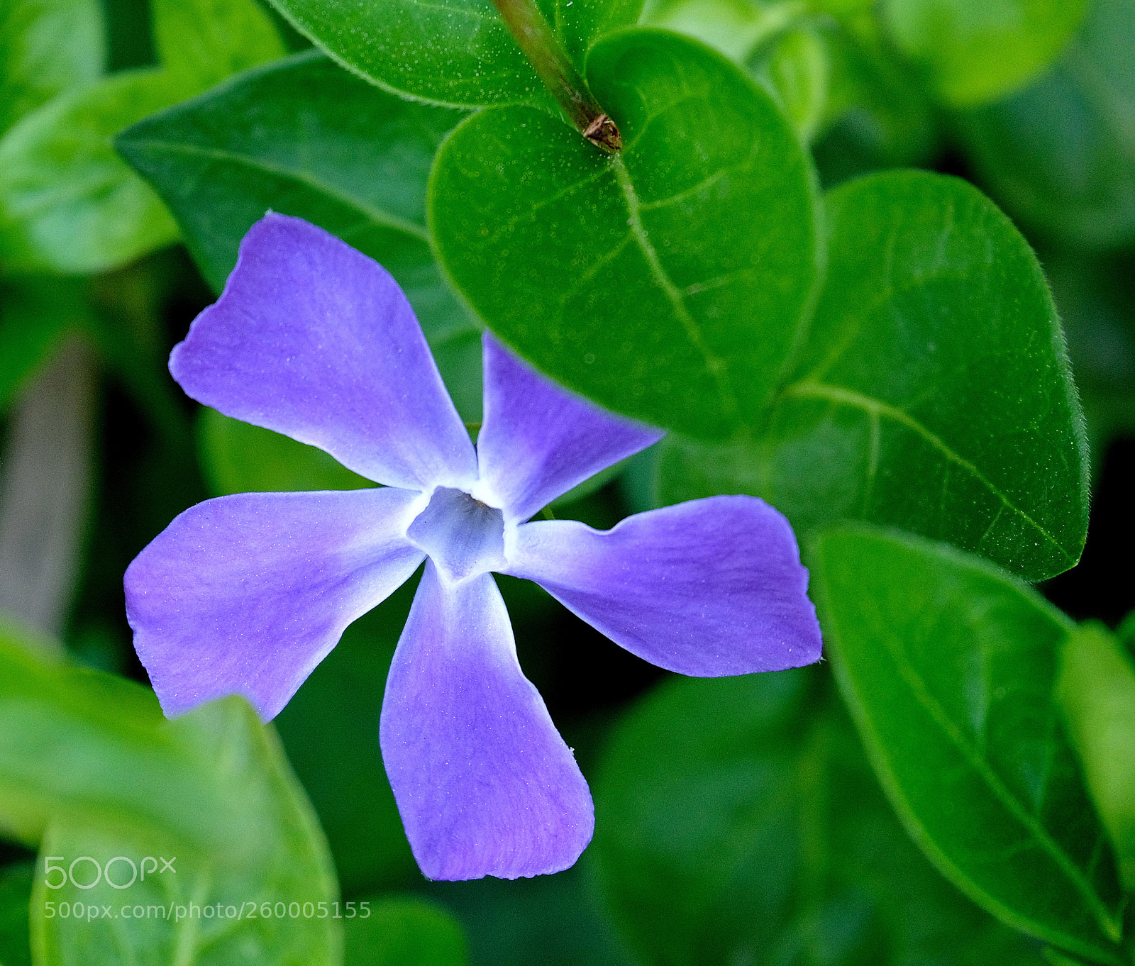 Fujifilm X-T2 sample photo. Zapateando photography