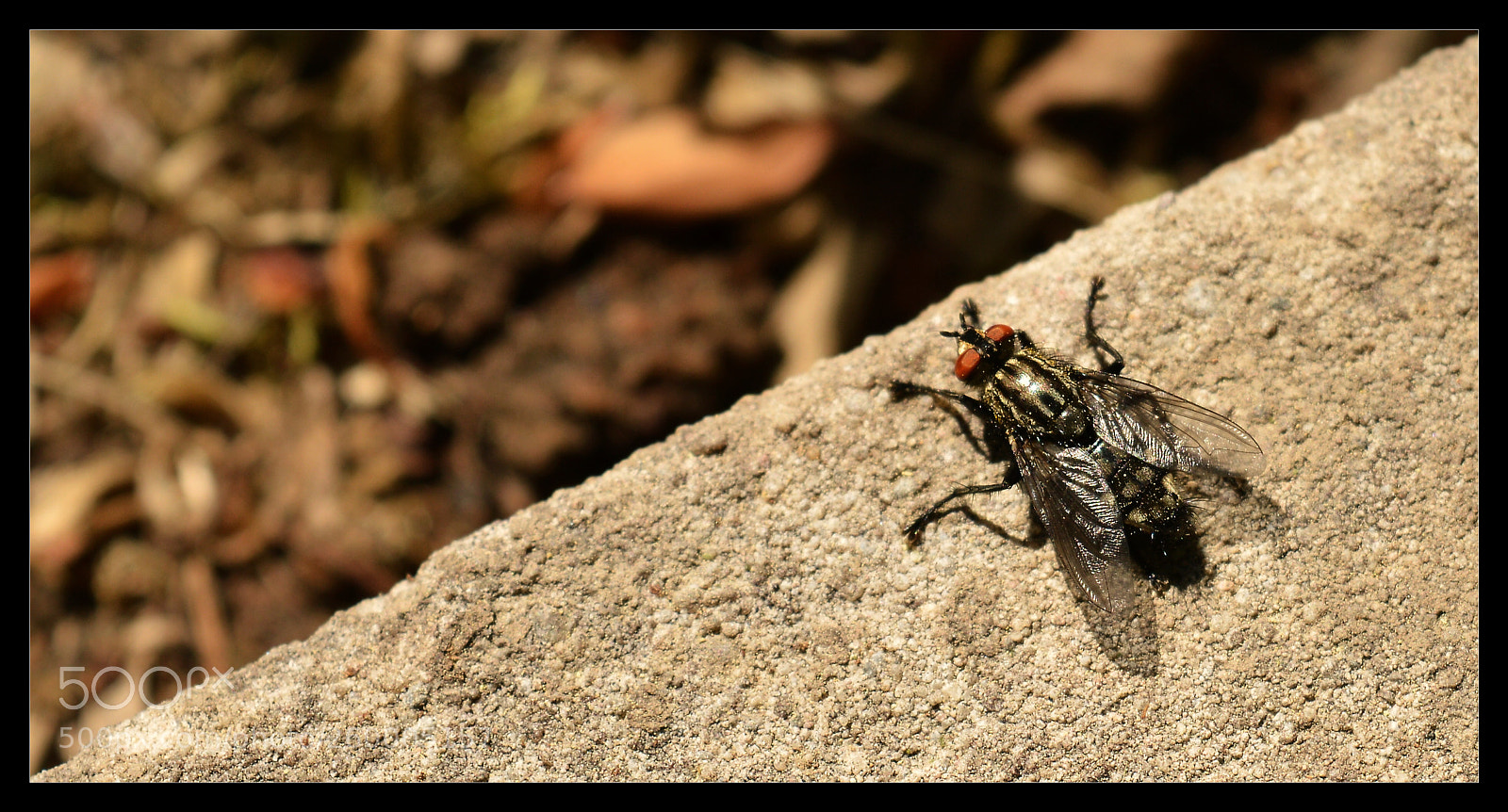 Nikon D3200 sample photo. Mouth photography