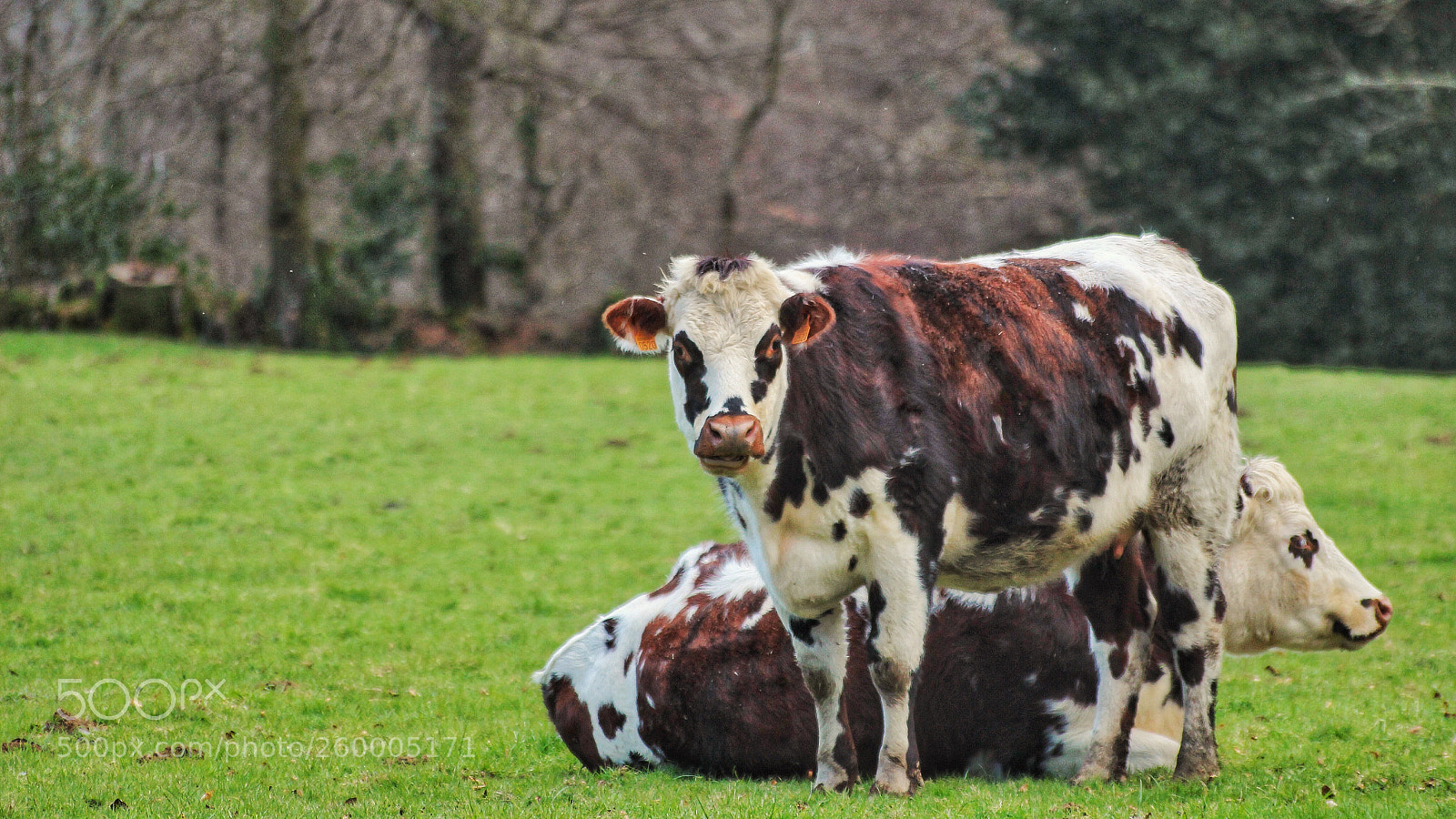 Canon EOS 600D (Rebel EOS T3i / EOS Kiss X5) sample photo. La normande. photography