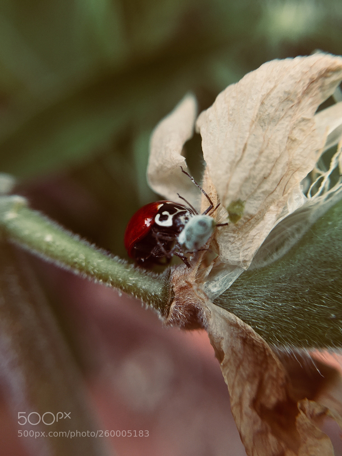Apple iPhone 6 sample photo. Ladybird photography