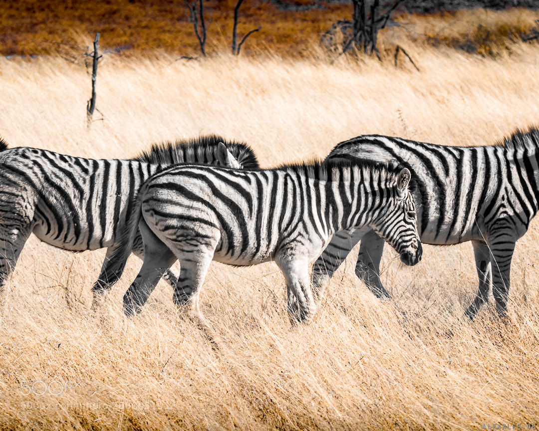 Canon EOS 7D Mark II sample photo. Black with white stripes photography