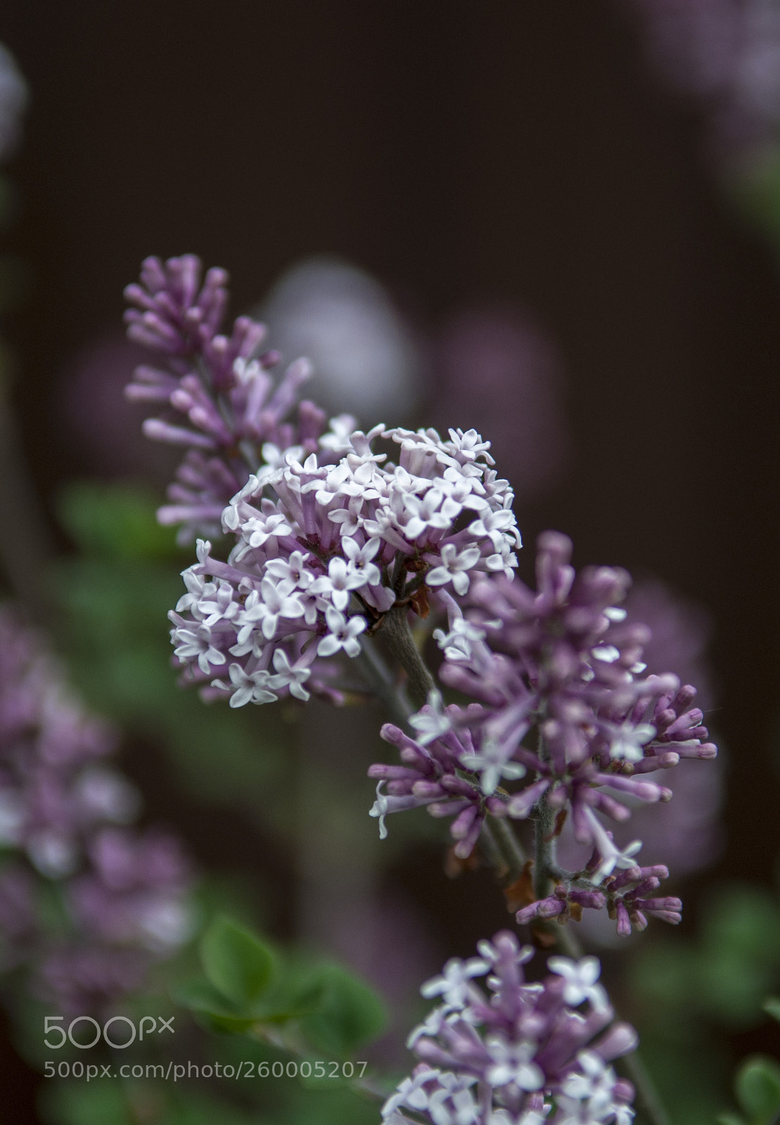 Nikon D300S sample photo. Цветы photography